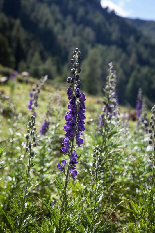 Pension Fuchs