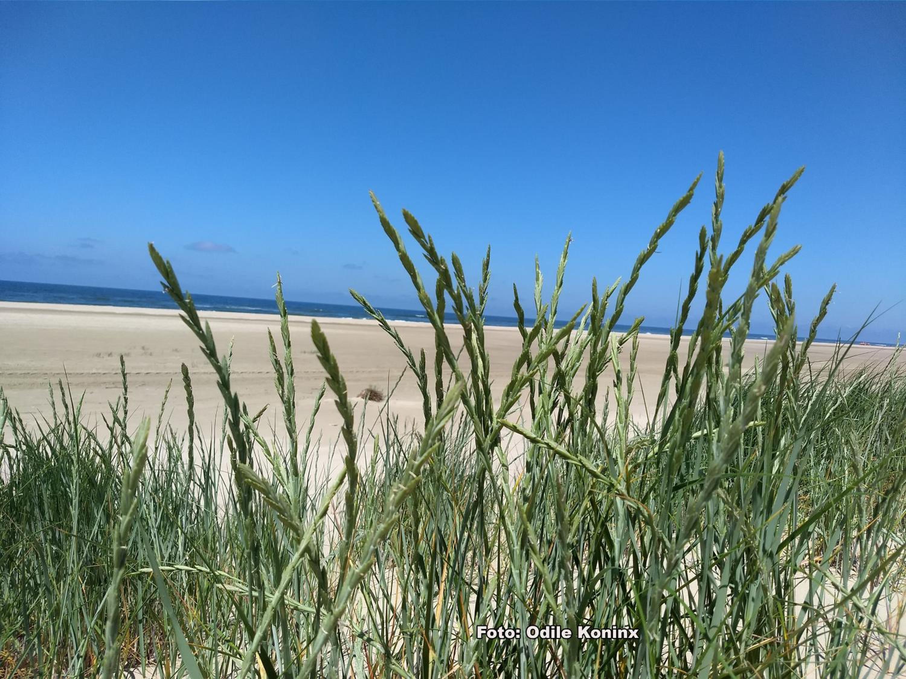 Klein Heemshof - Noord Holland aan uw voeten