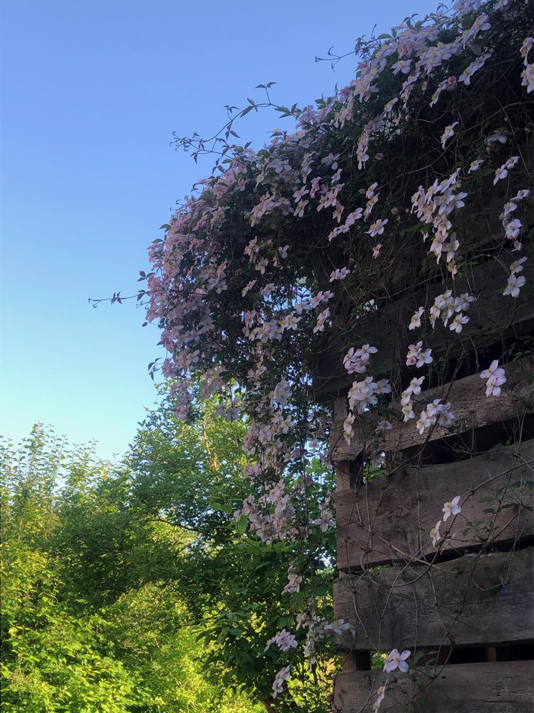 Alte Kate mit Bau-& Zirkuswagen im Gartenidyll in Putbus OT Kasnevitz