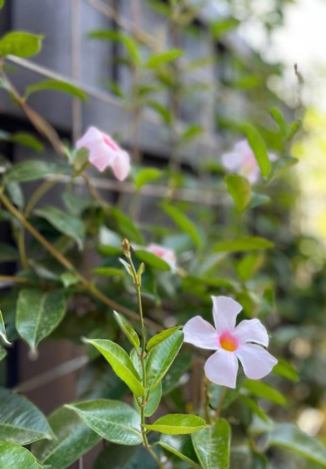 Ballarat CBD Accommodation 2 Bd Townhouse Talbot Terrace