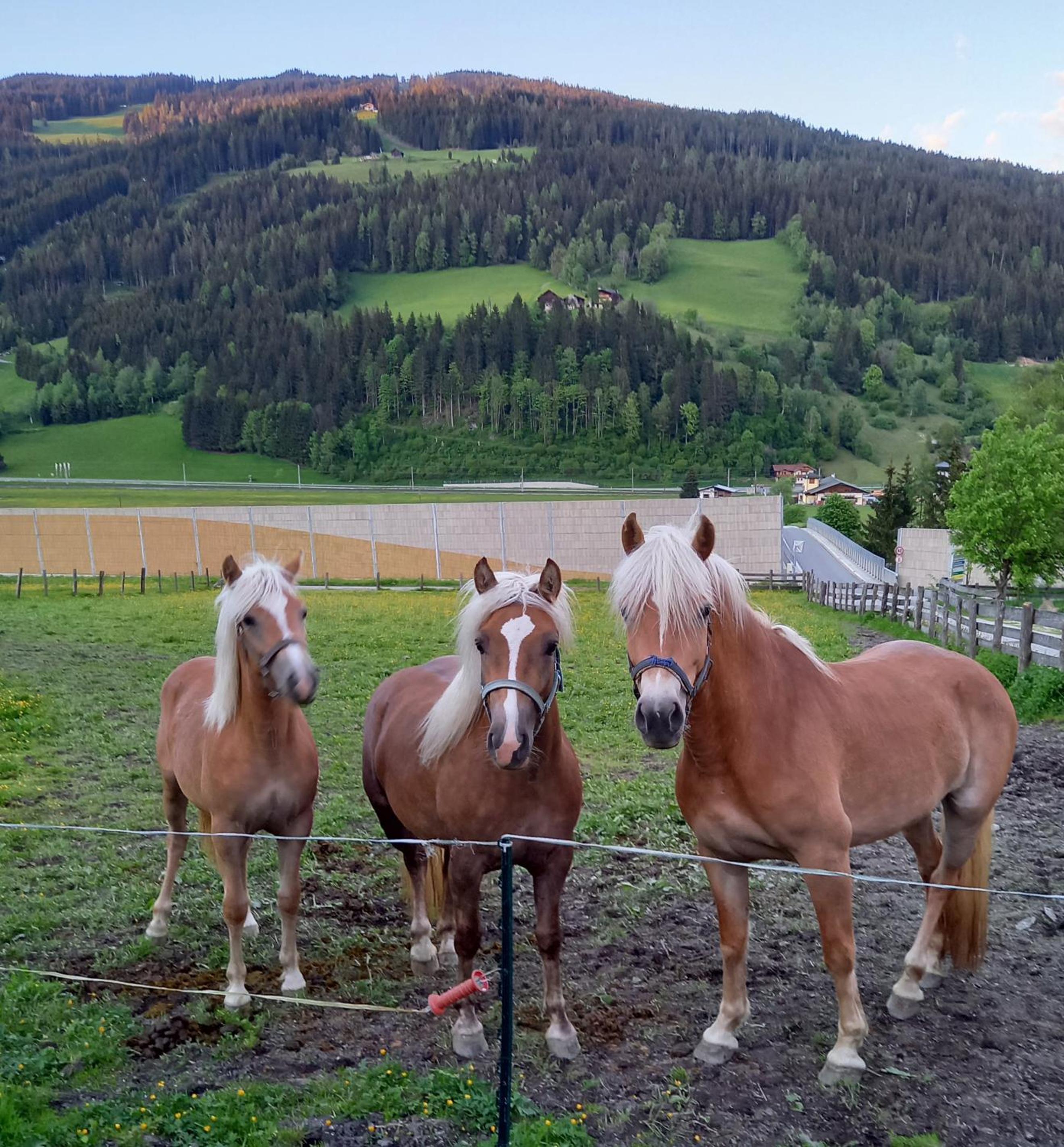 Schartlhof