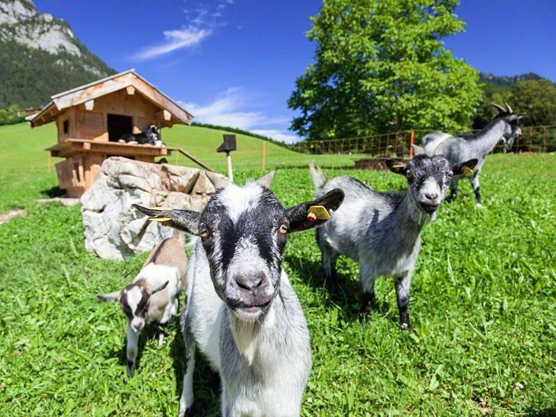 Scheffaulehen Ferienwohnungen view 4