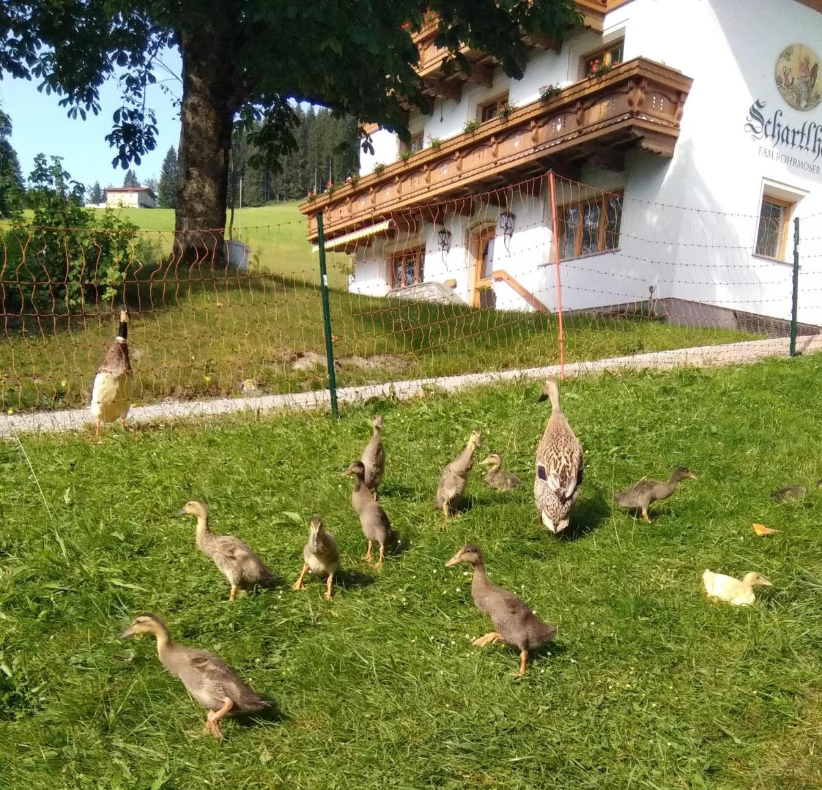 Schartlhof