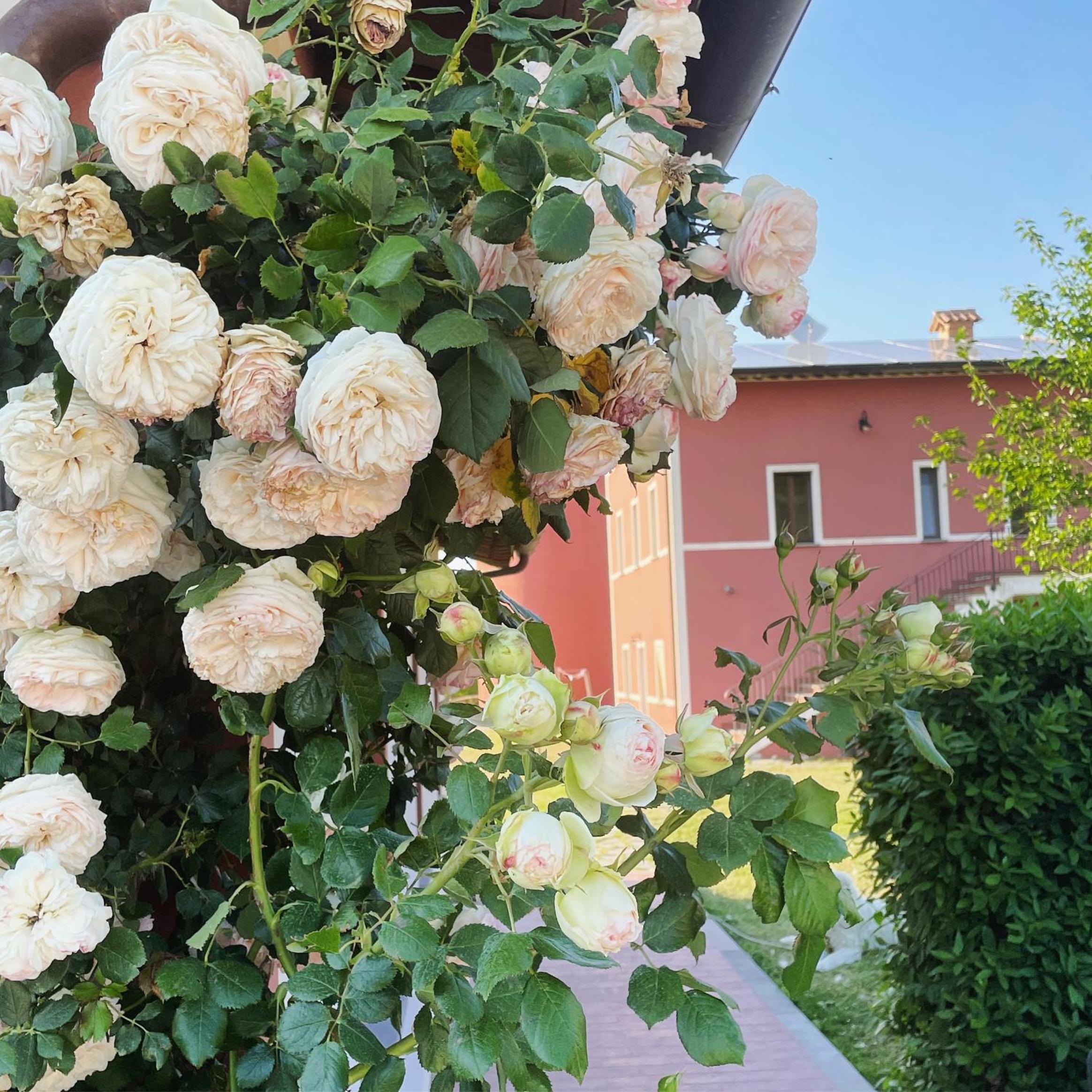 Agriturismo La Vita è Bella
