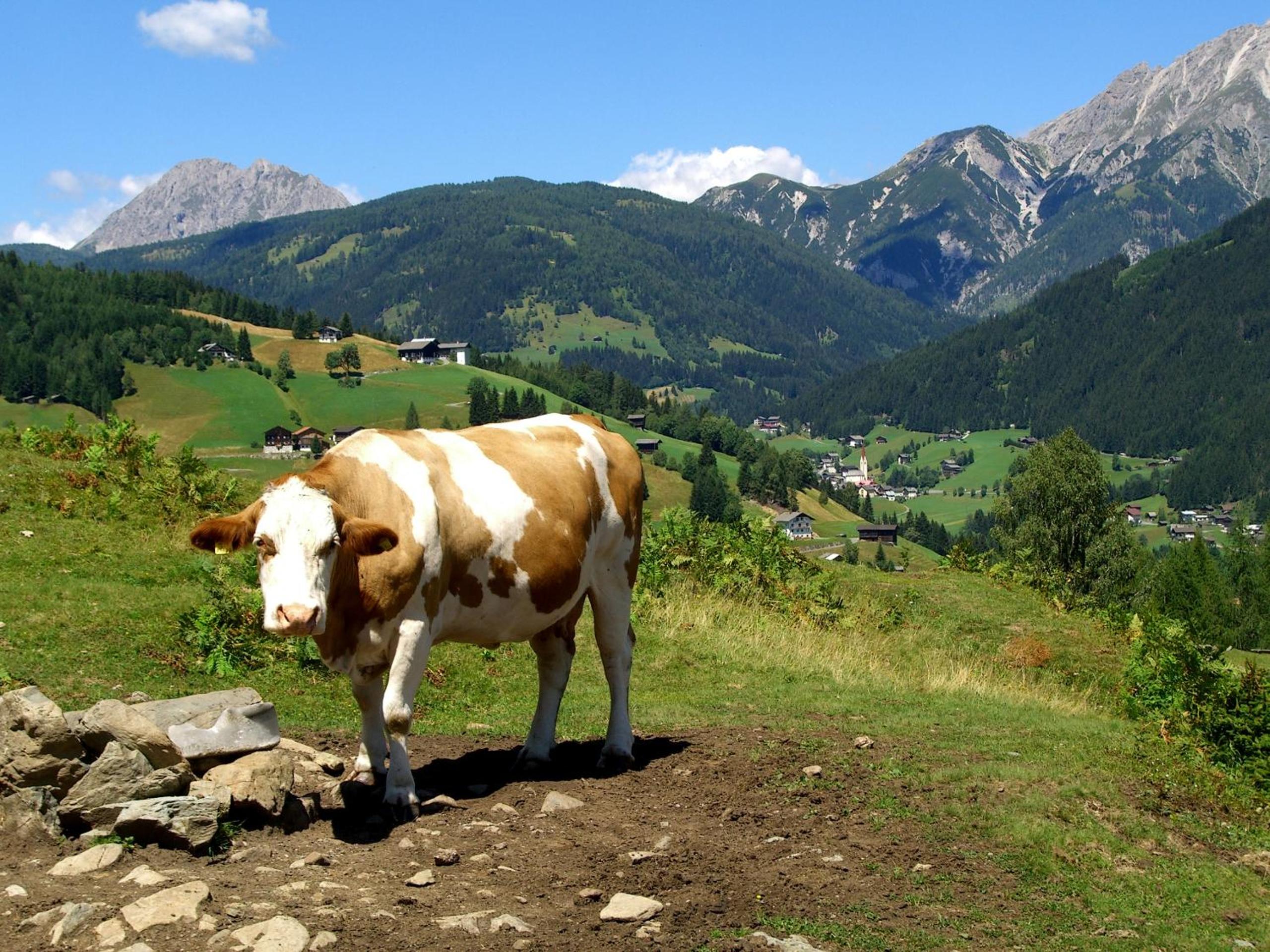 Stembergerhof - Urlaub am Bauerhof