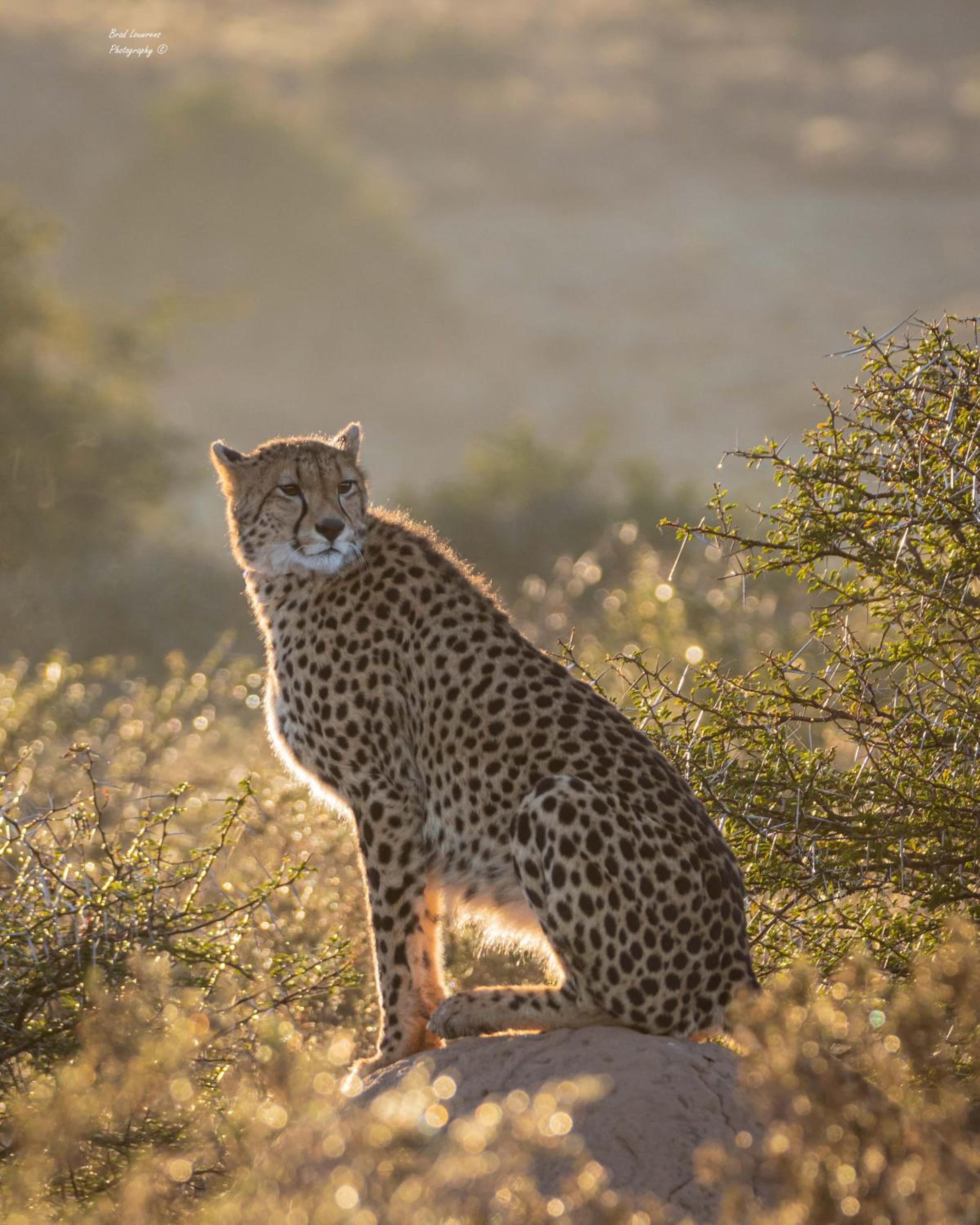 Woodbury Lodge – Amakhala Game Reserve