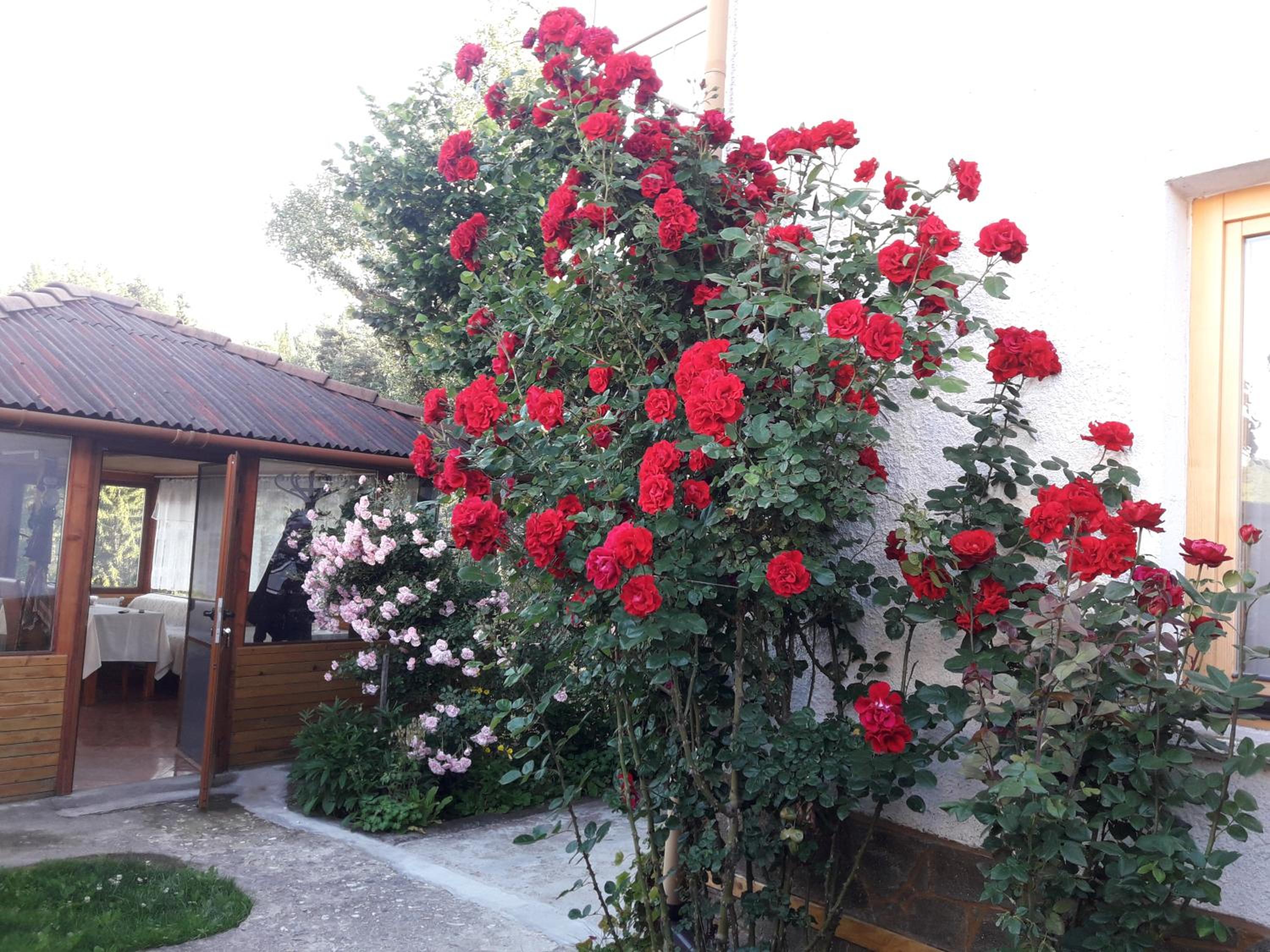Guest House Stoletnika