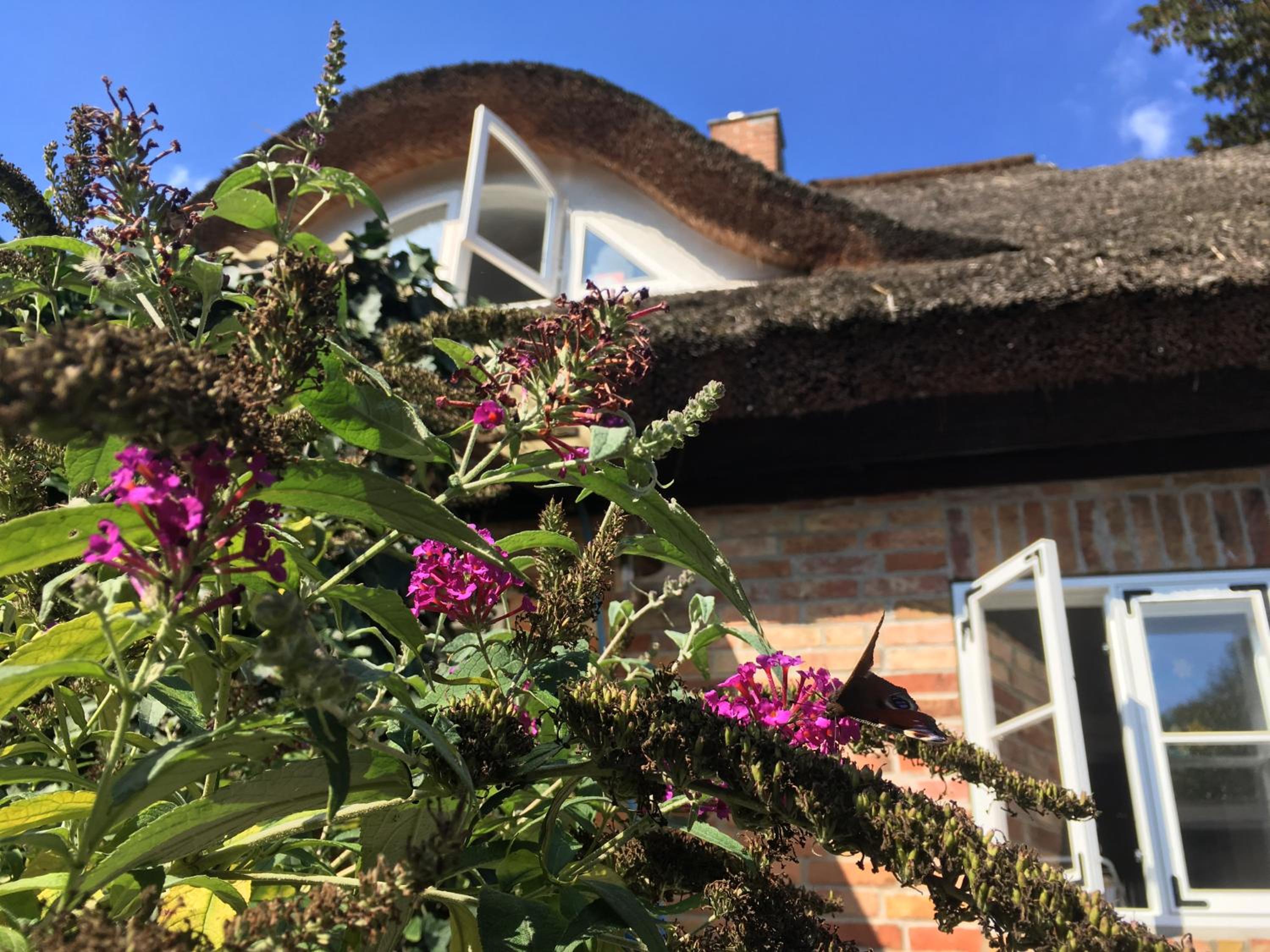 Alte Kate mit Bau-& Zirkuswagen im Gartenidyll in Putbus OT Kasnevitz