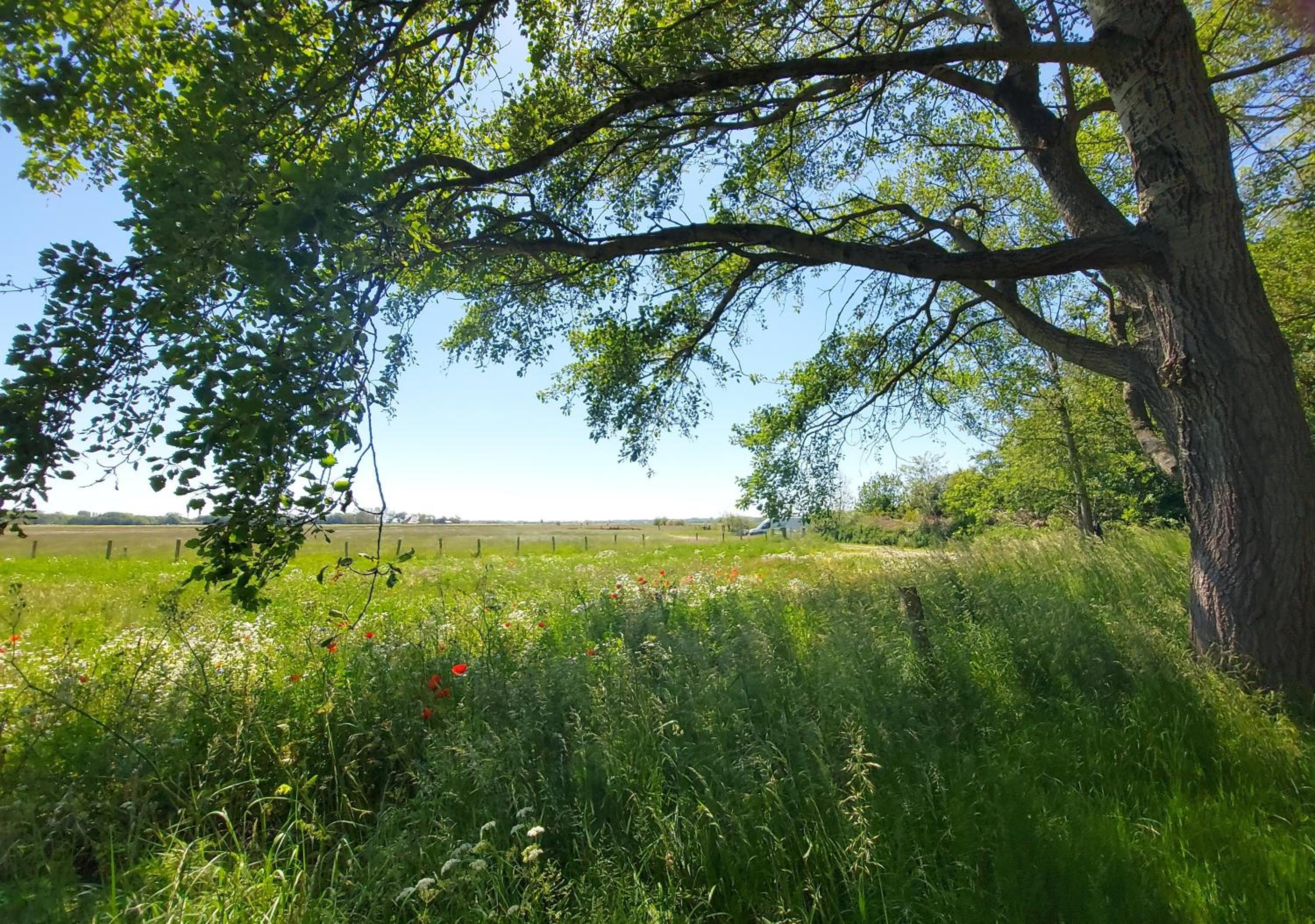 Photo 36