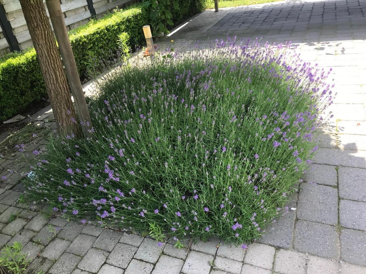LinZn vakantiehuis