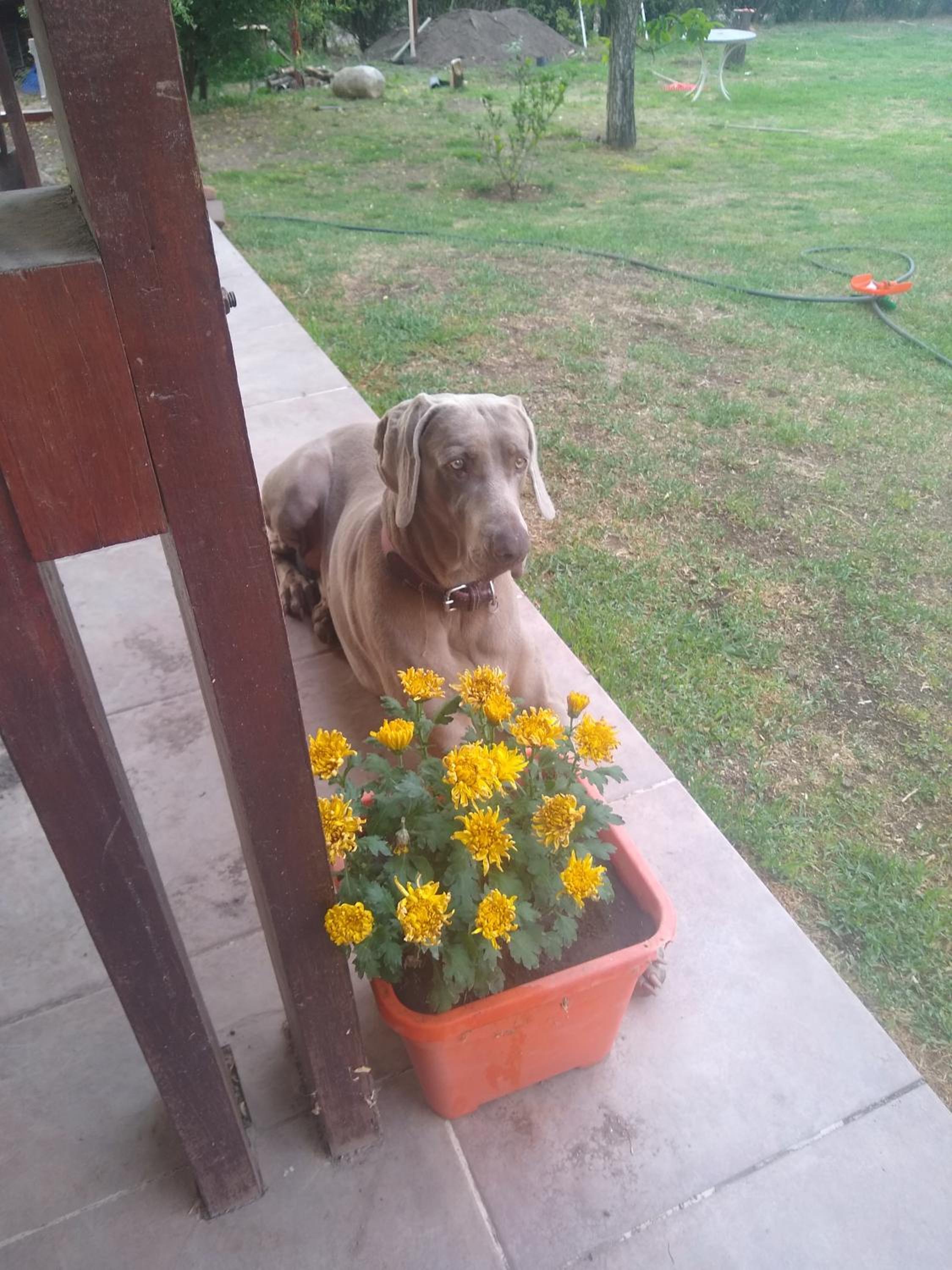 Complejo Viejo Sulky