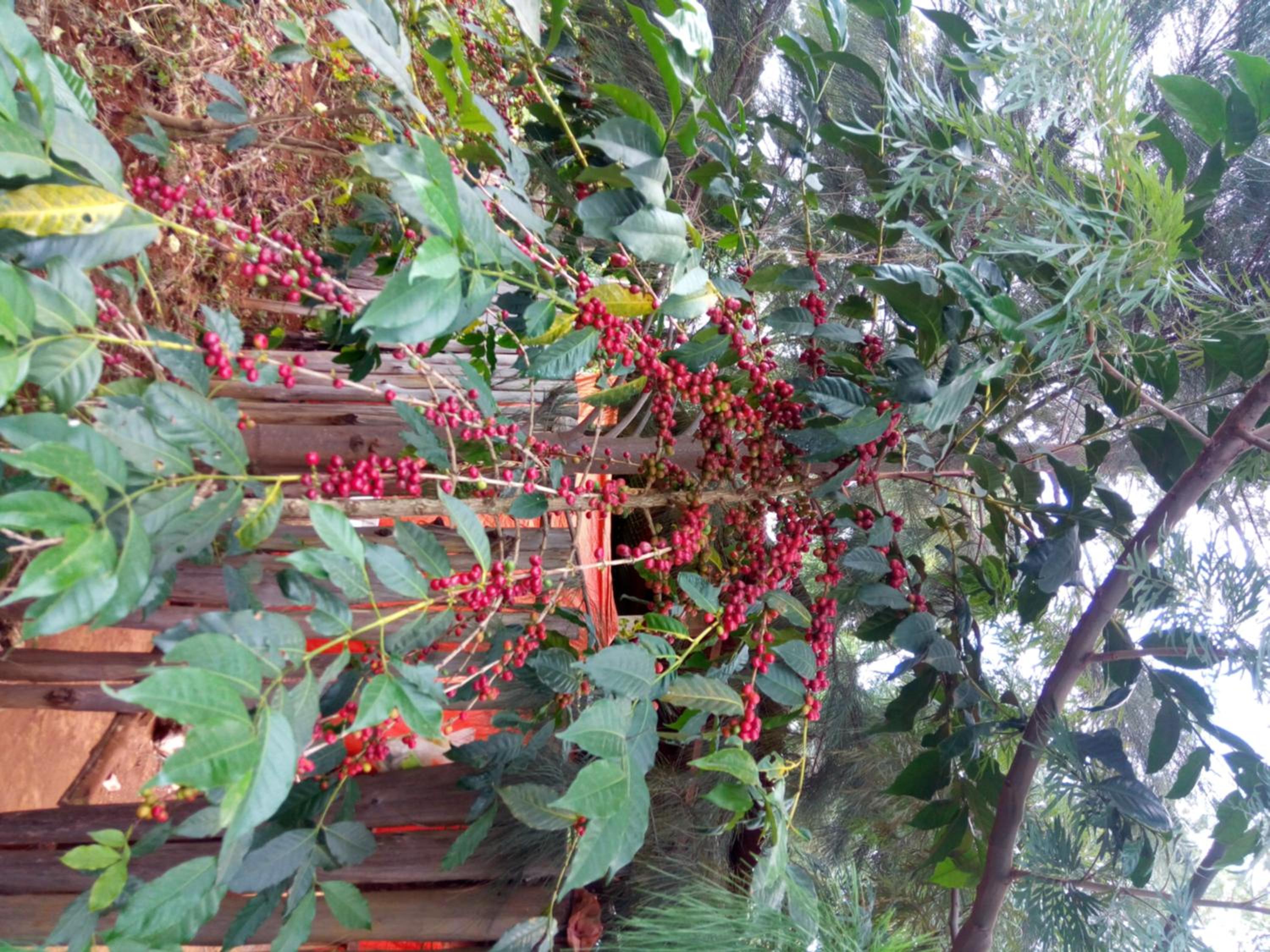 Sipi Coffee Lodge view 4