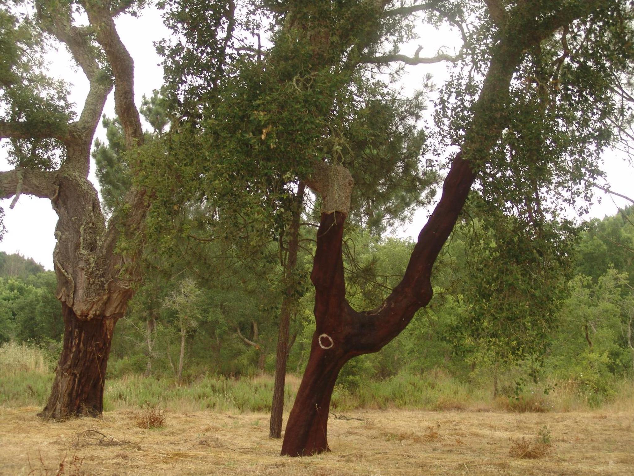 Herdade Rodrigo Afonso view 2