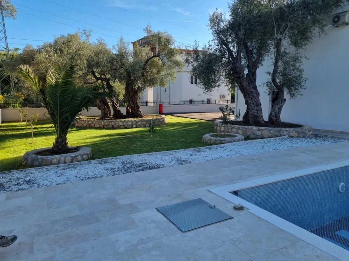 Olive view 3