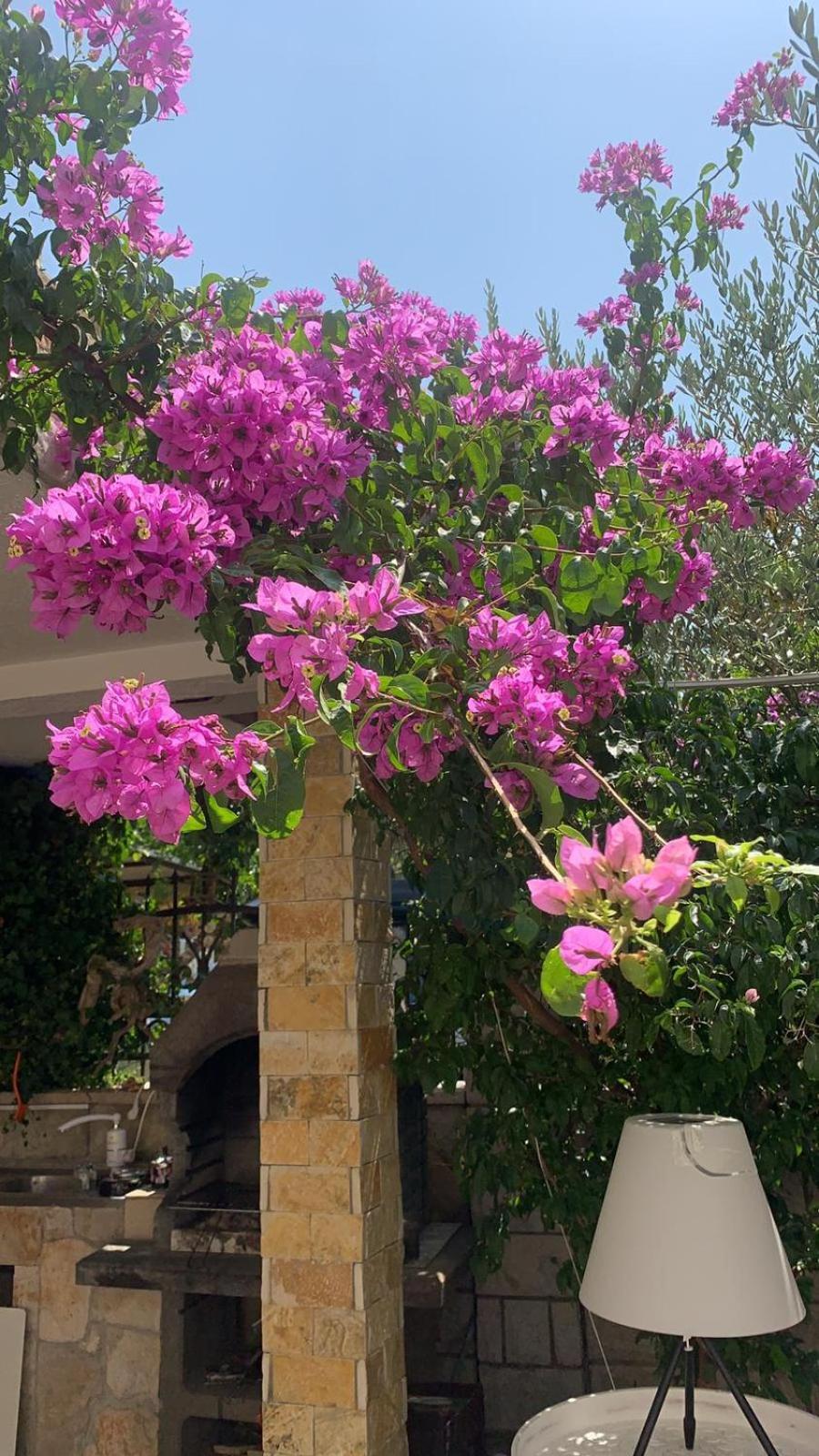 Apartments Beba Zalad
