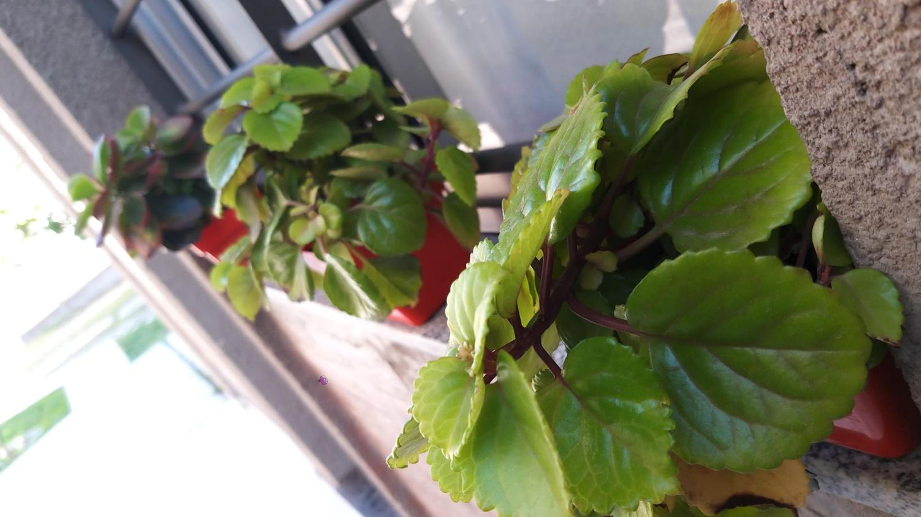 Pequeña Allegra