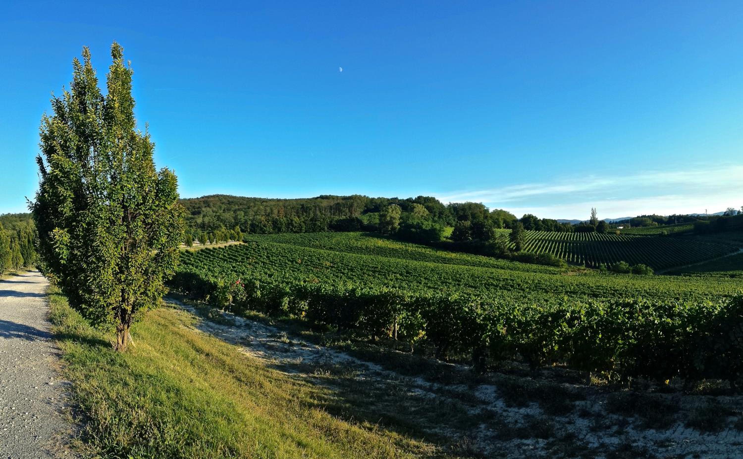 Tenuta La Meirana Gavi