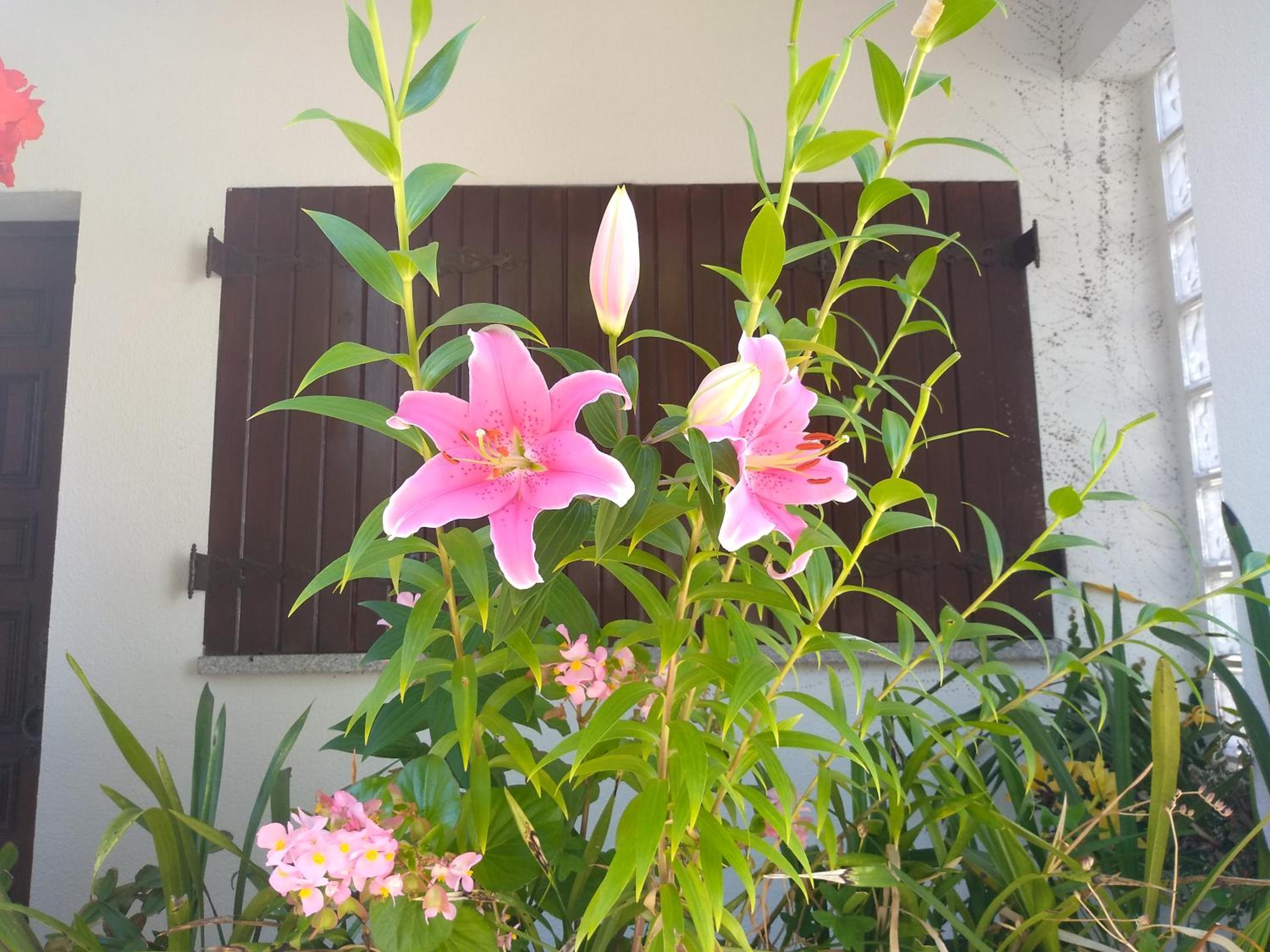 Photo 51