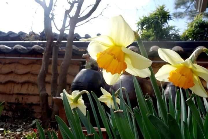Jeonju Hanok Village Jamanjae
