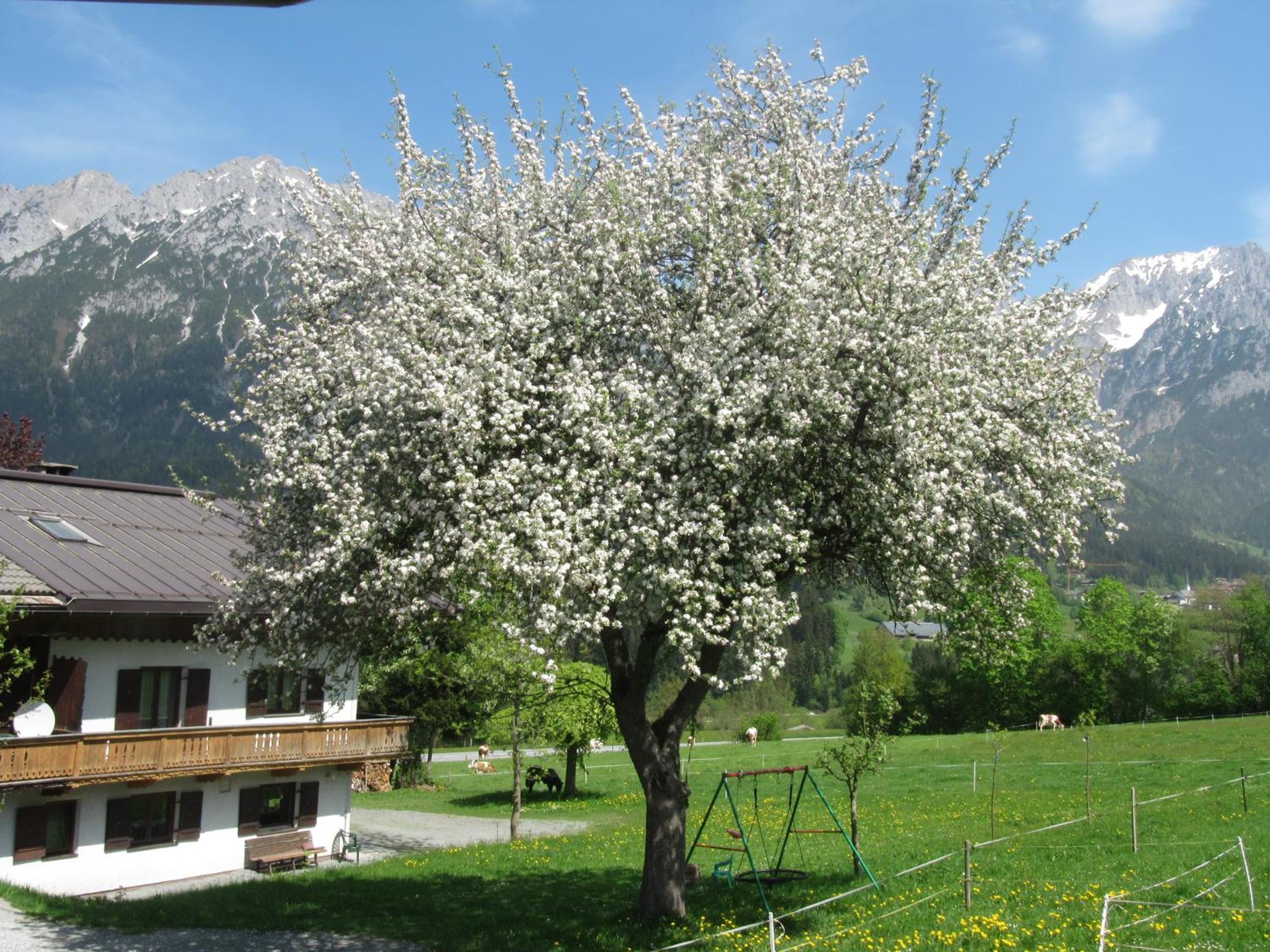 Bauernhof Neu-Endfelden, Günter Widauer