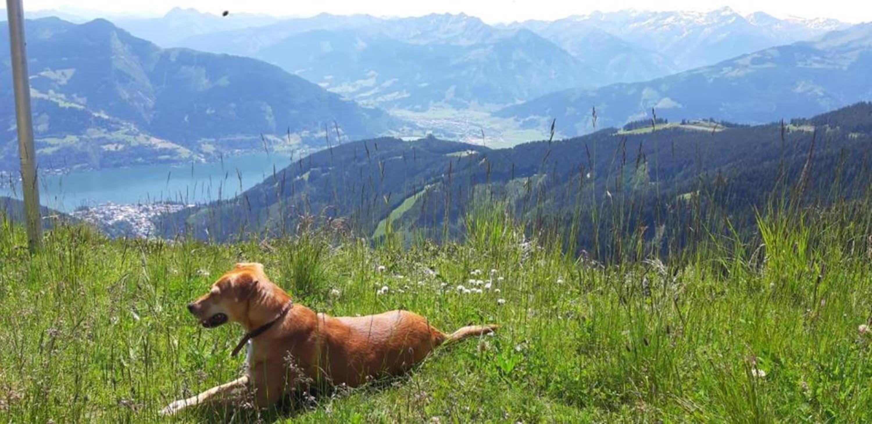 Pension Alpenrose