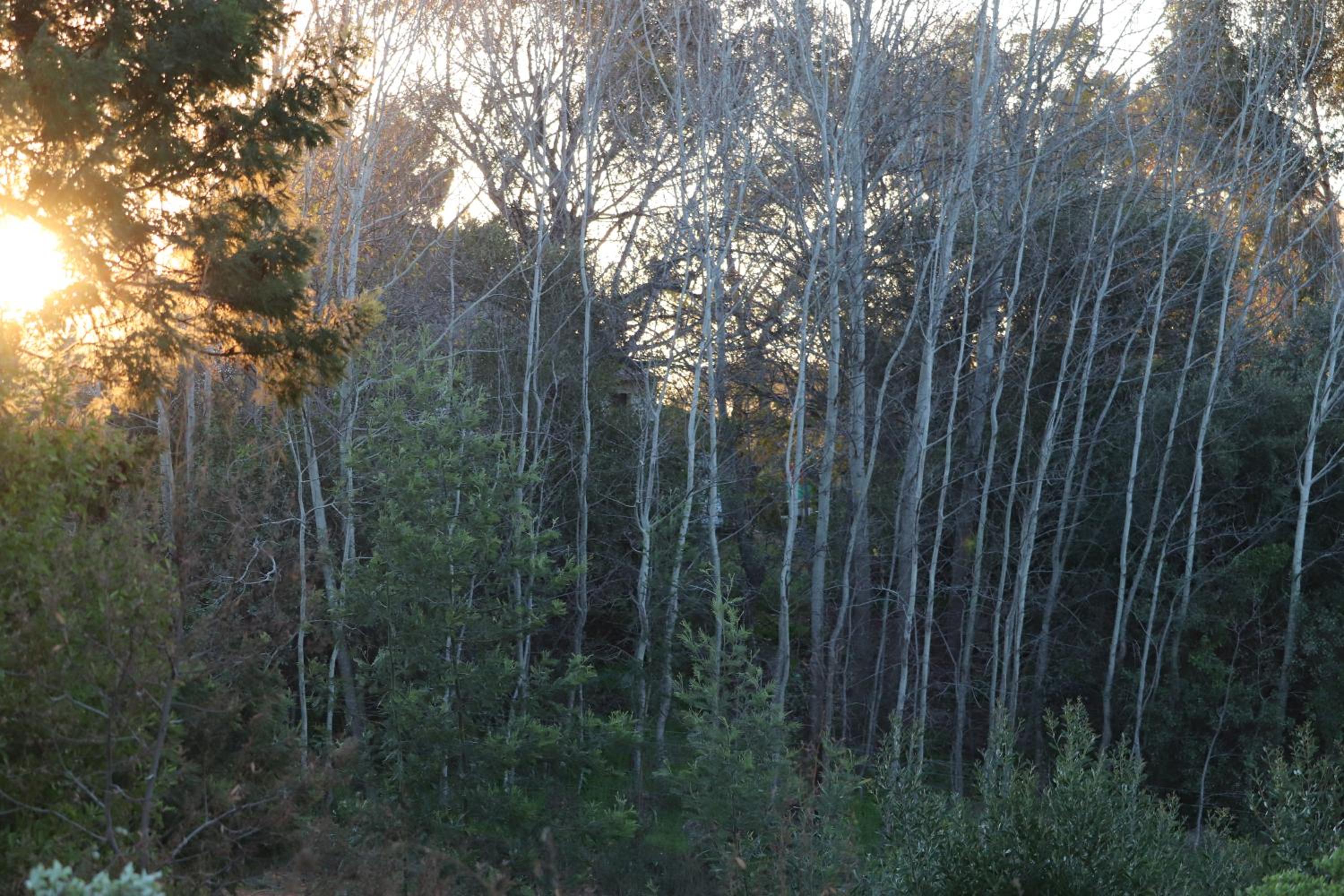 Photo 44