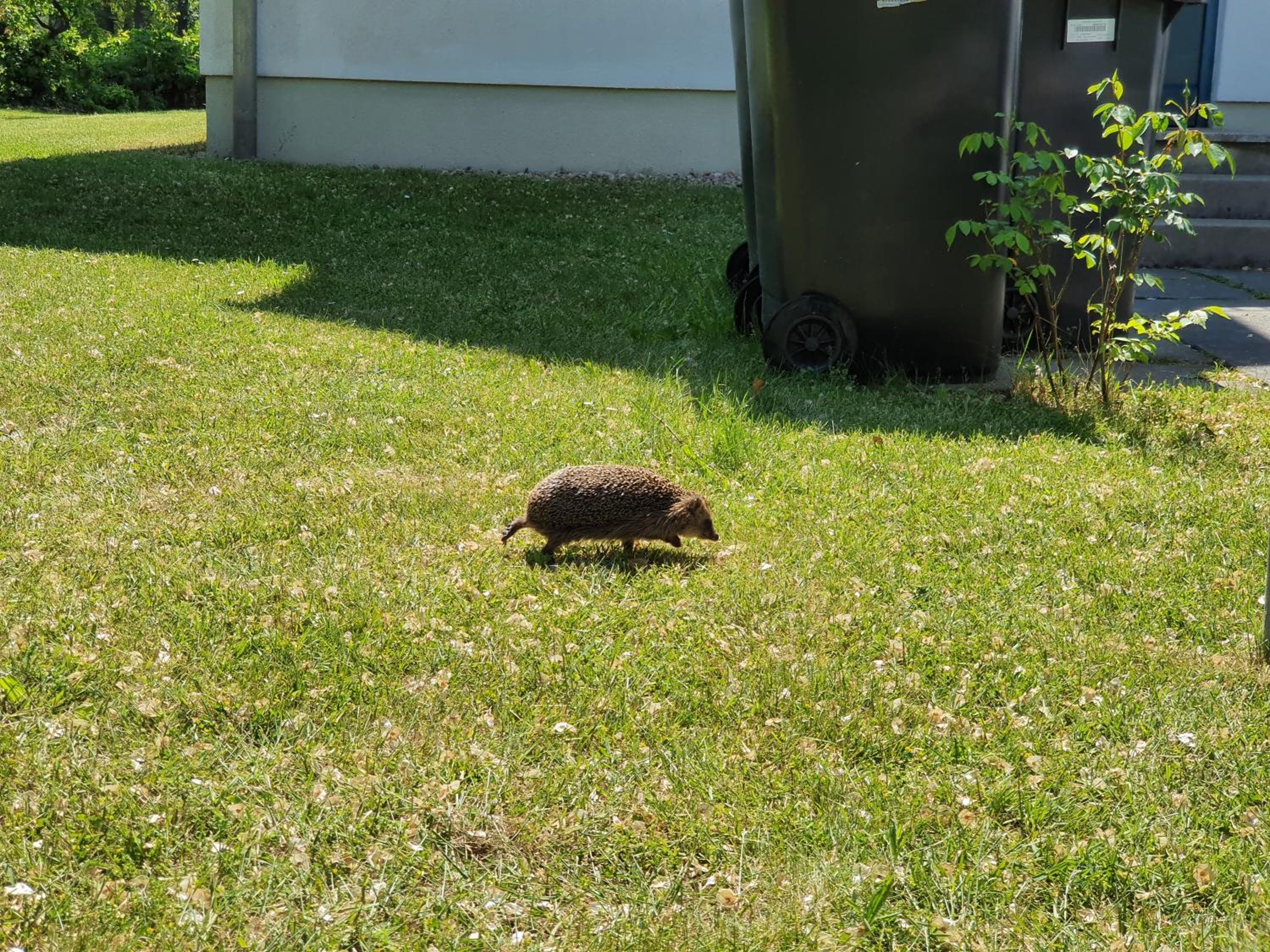 Ferienhaus Igel