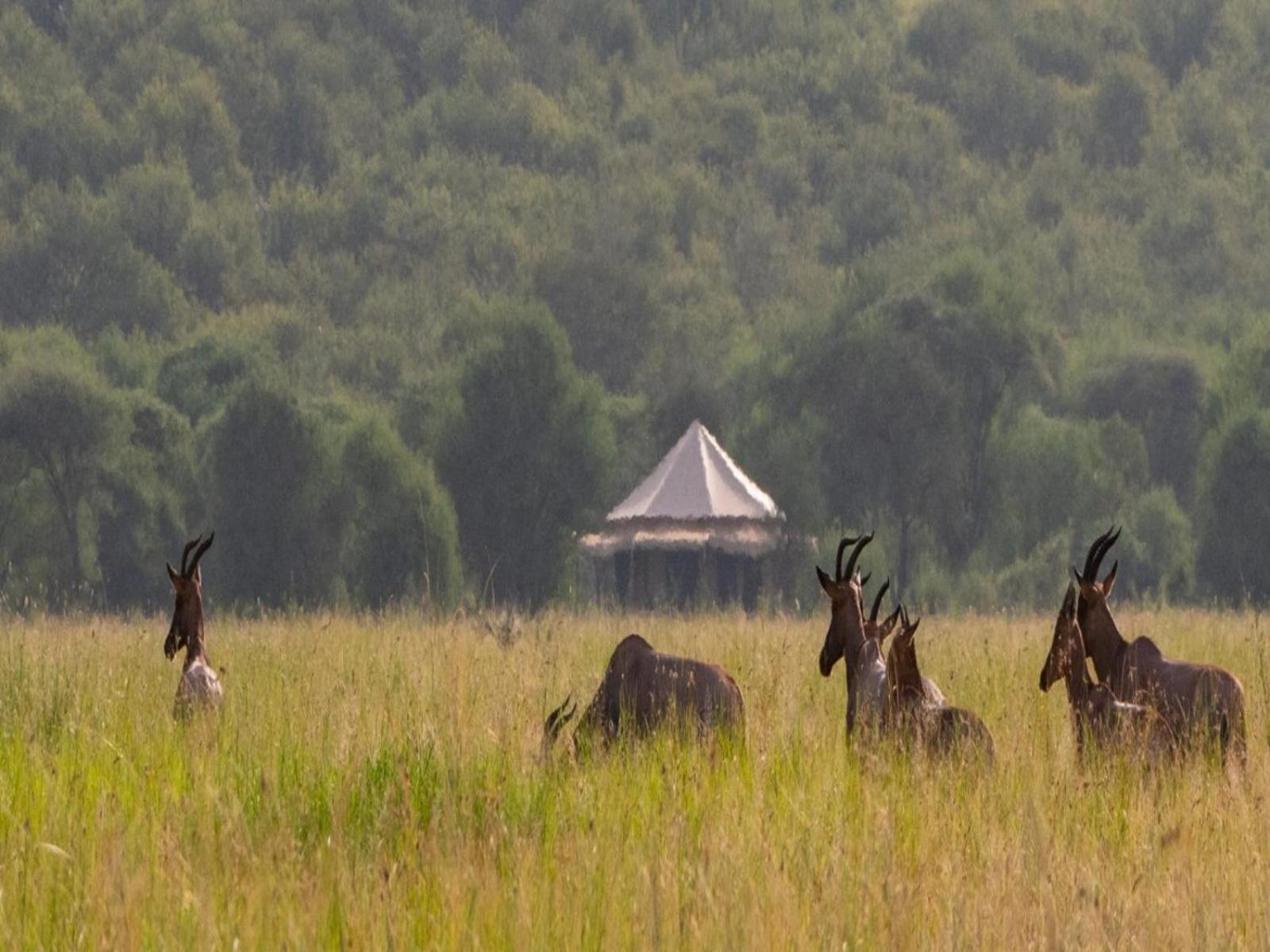 Serengeti National Park Vacations - Serengeti Sound of Silence - Property Image 10