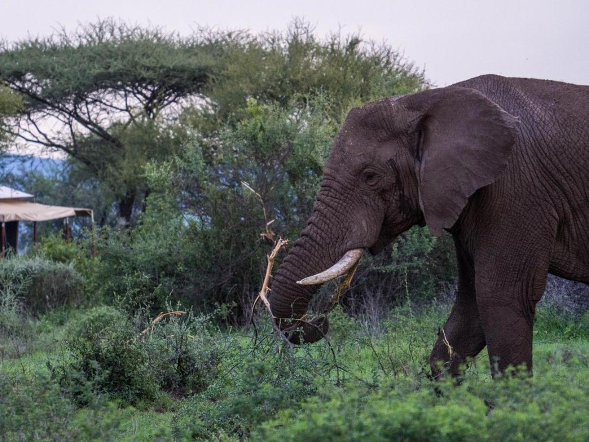 Serengeti National Park Vacations - Serengeti Sound of Silence - Property Image 19