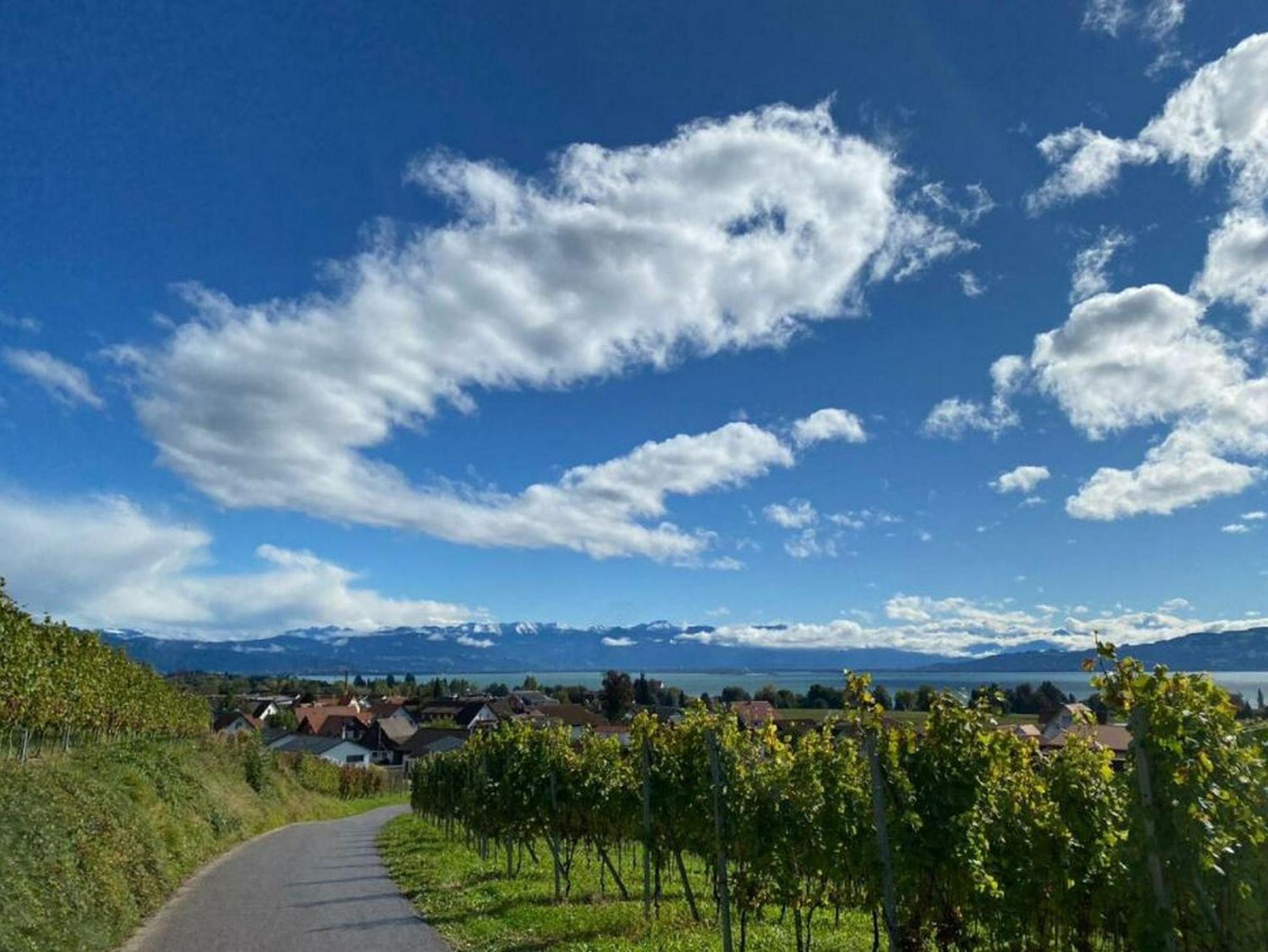 Panorama Waldblick view 3