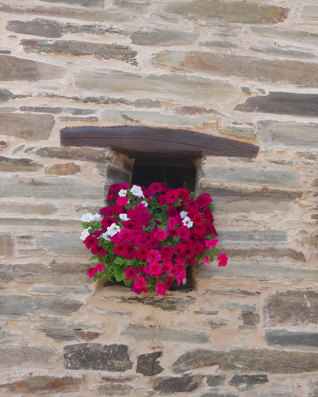 O Paxar view 5