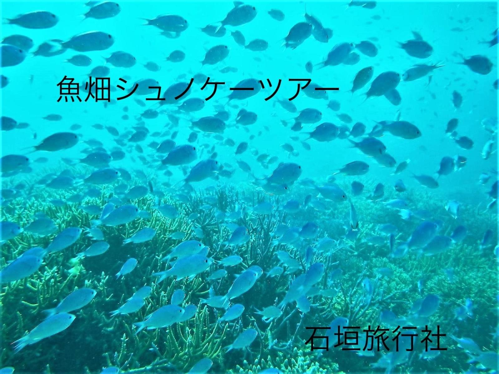 Photo 64