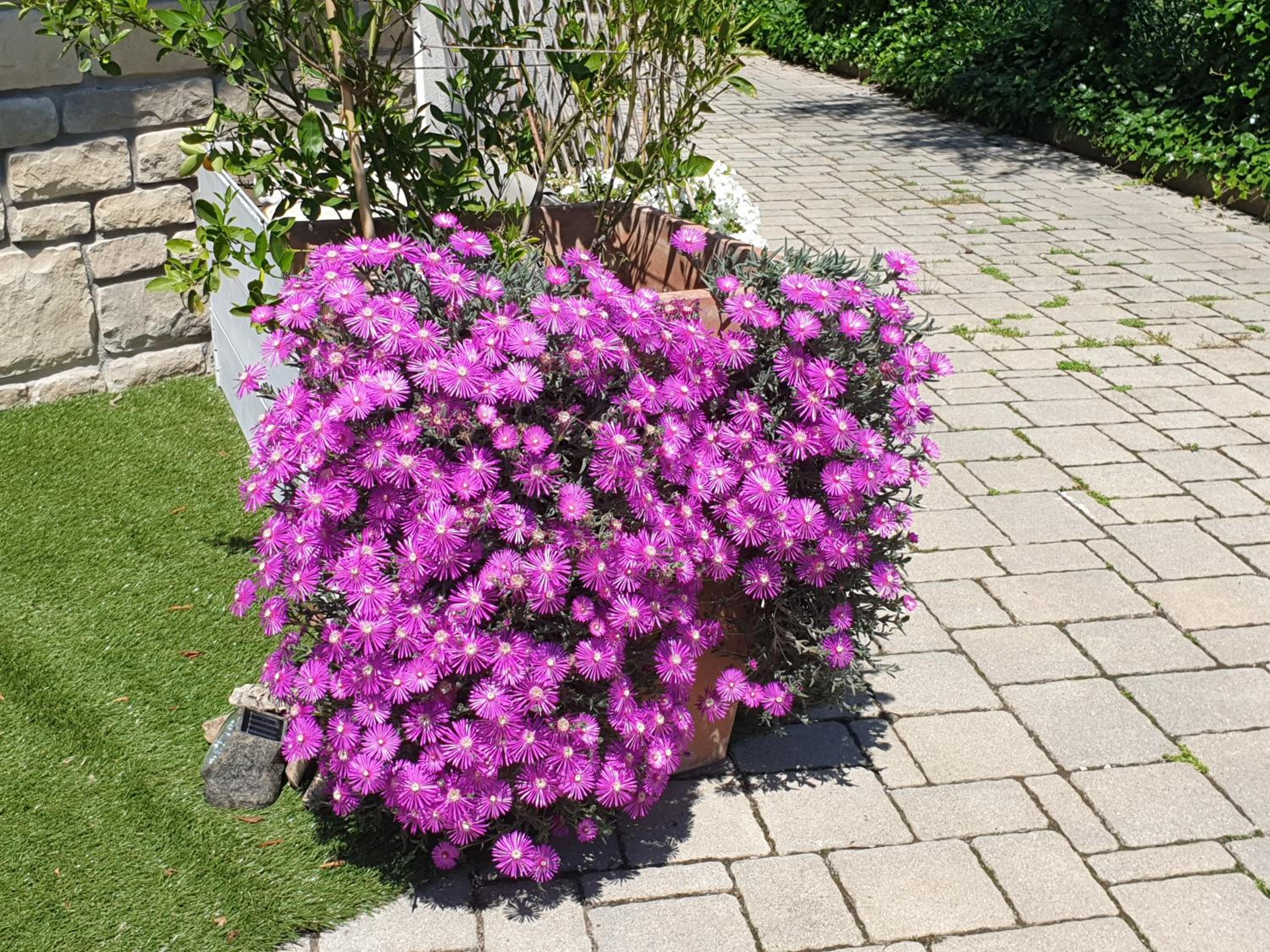 Photo 36