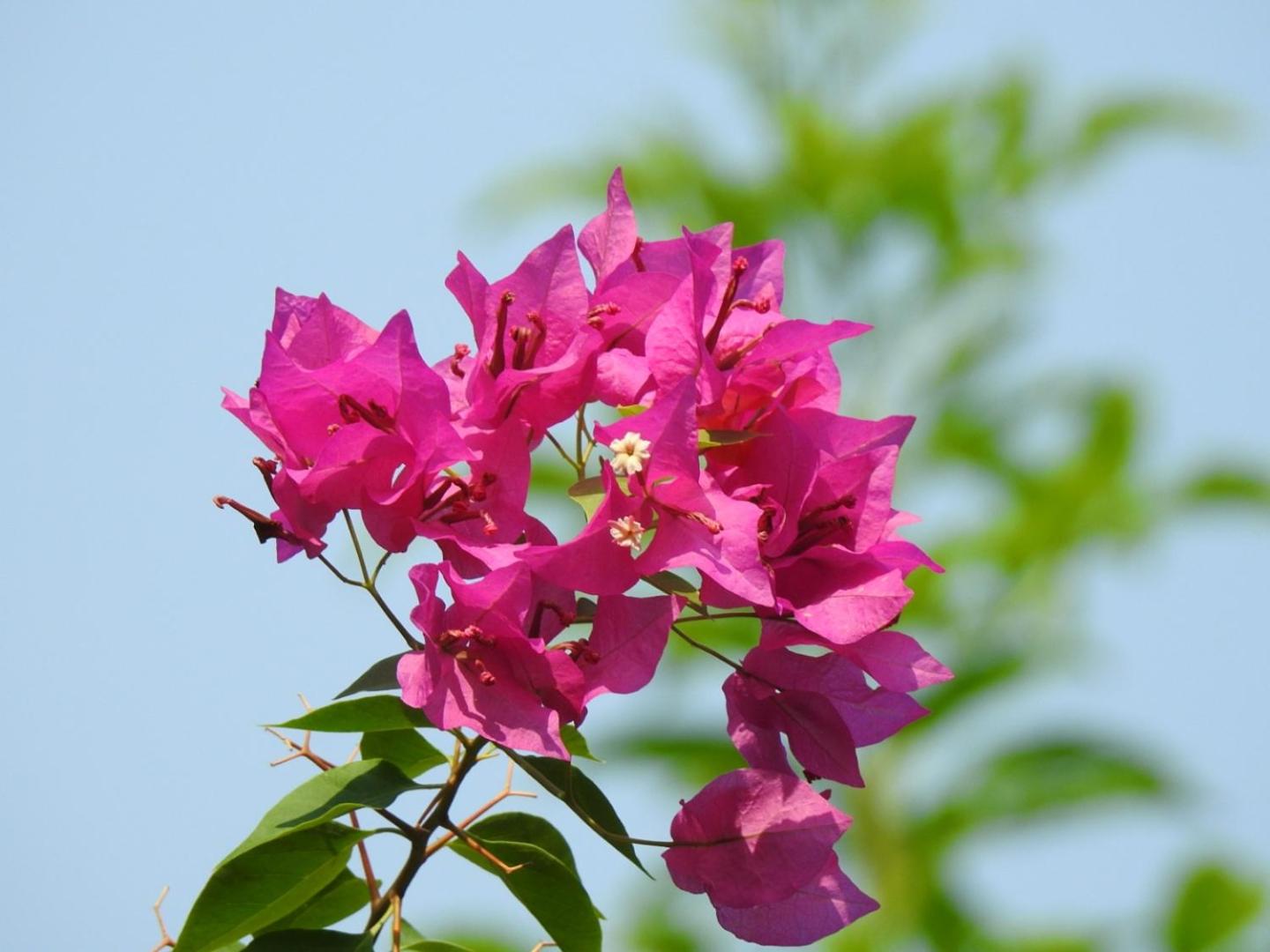 The Coral Tree Boutique Homestay