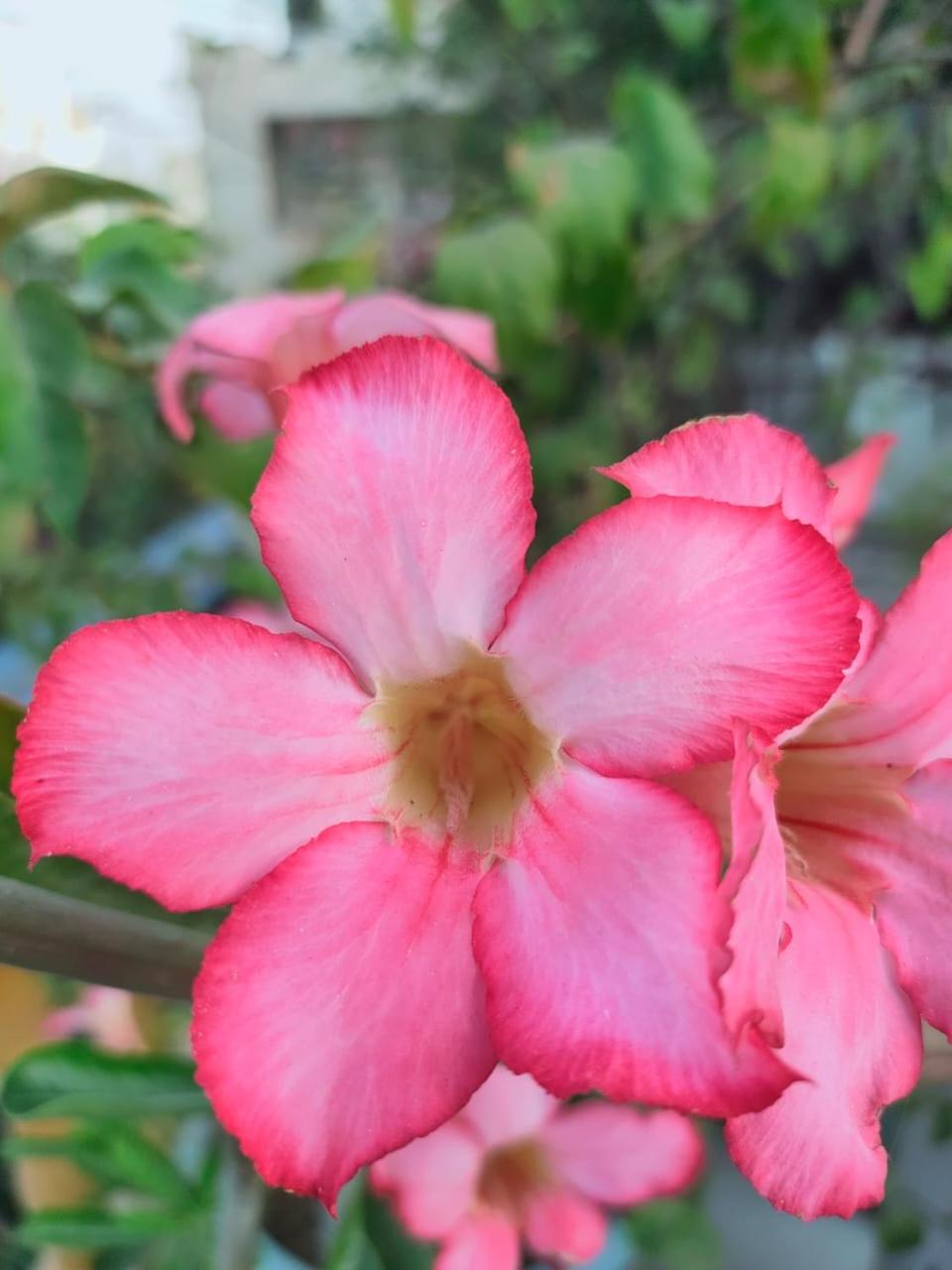 The Coral Tree Boutique Homestay