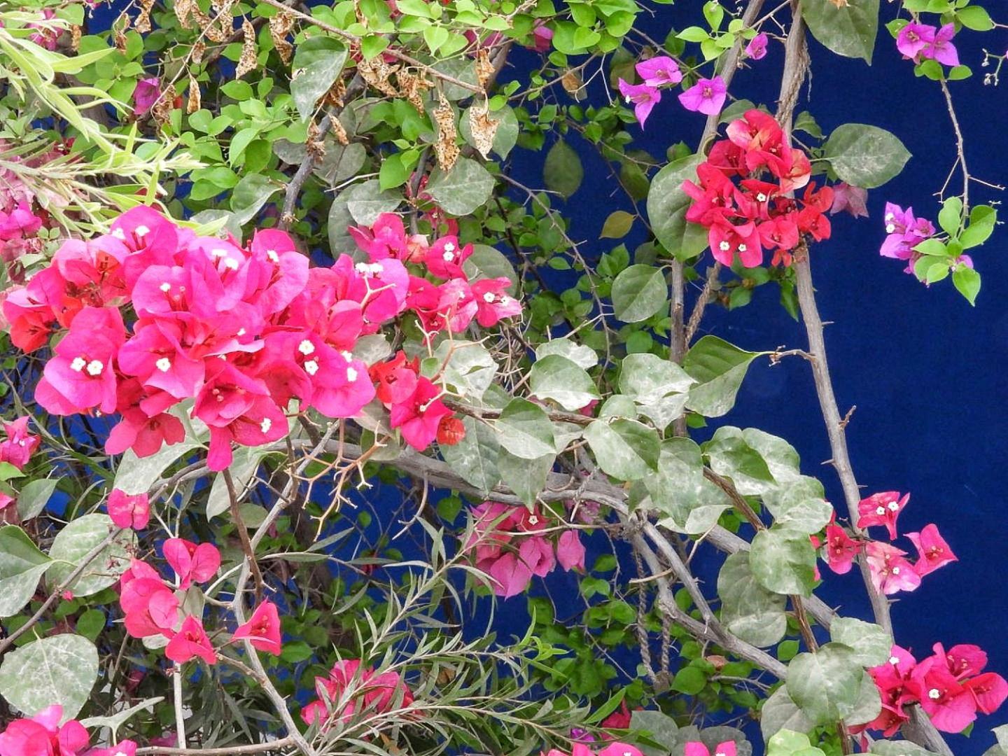 The Coral Tree Boutique Homestay