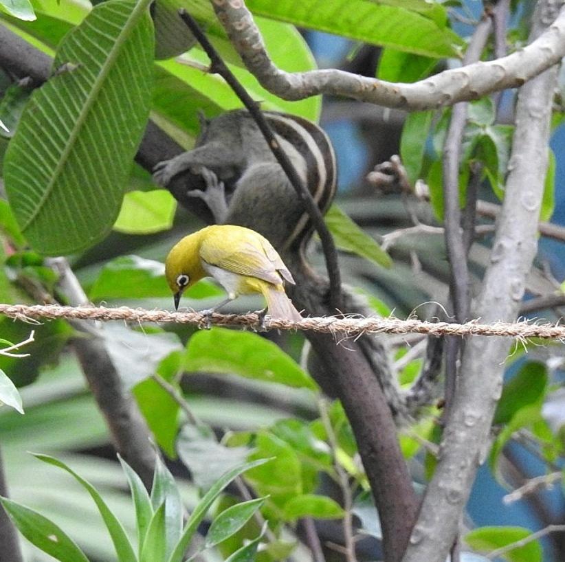 The Coral Tree Boutique Homestay