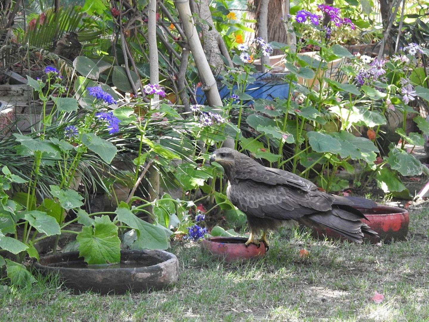 The Coral Tree Boutique Homestay