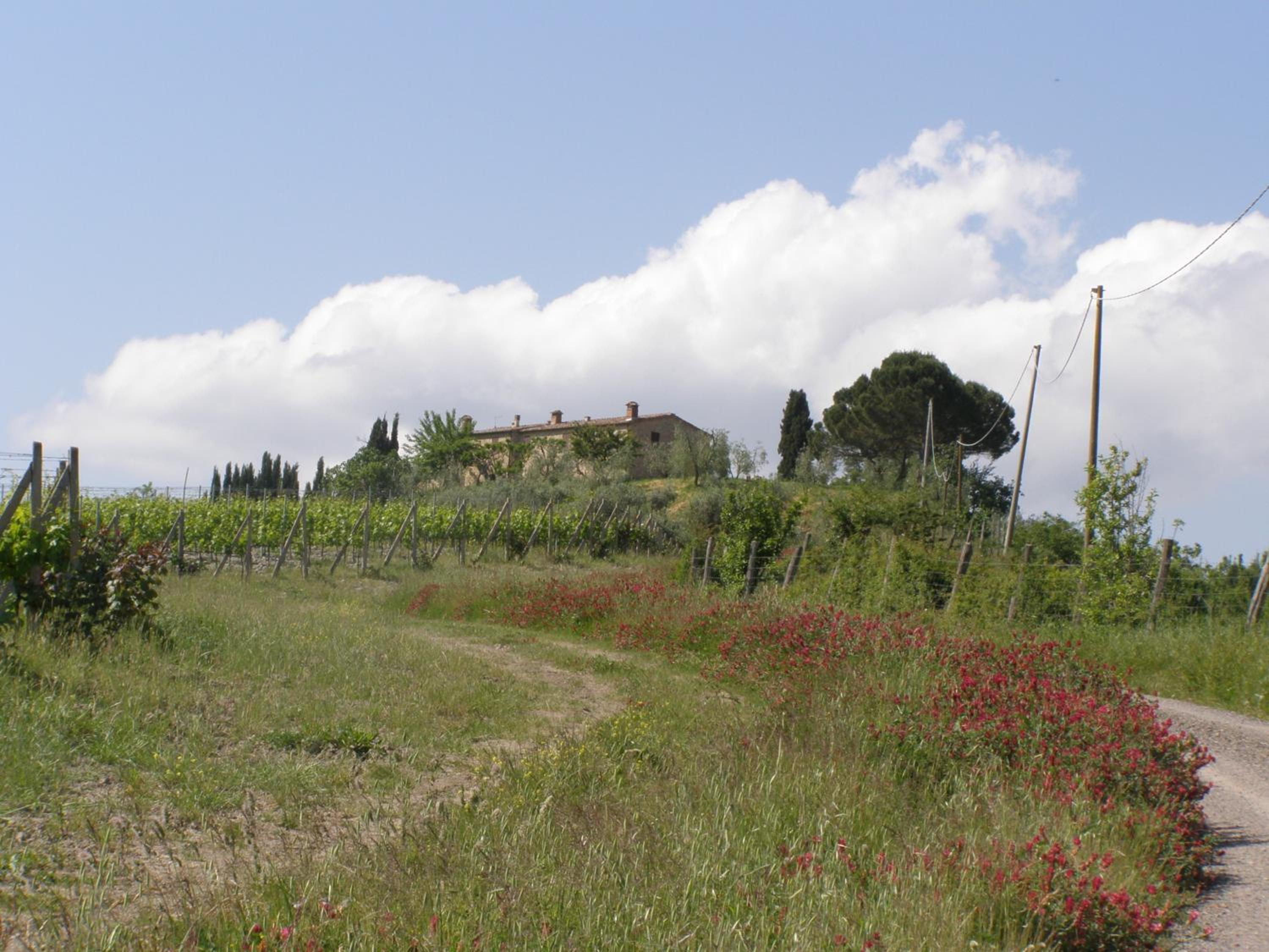 Agriturismo Collesassi view 2