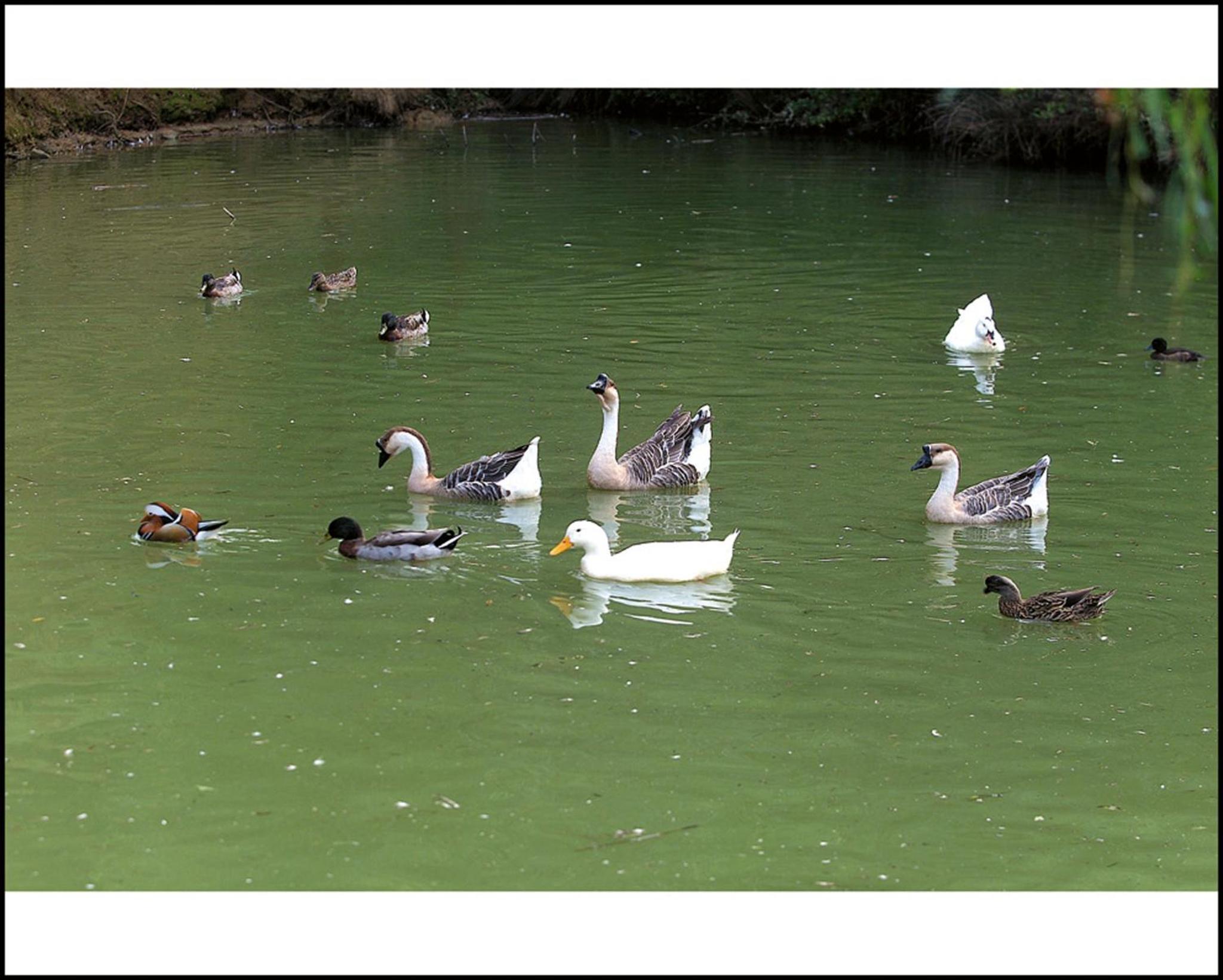 Photo 61