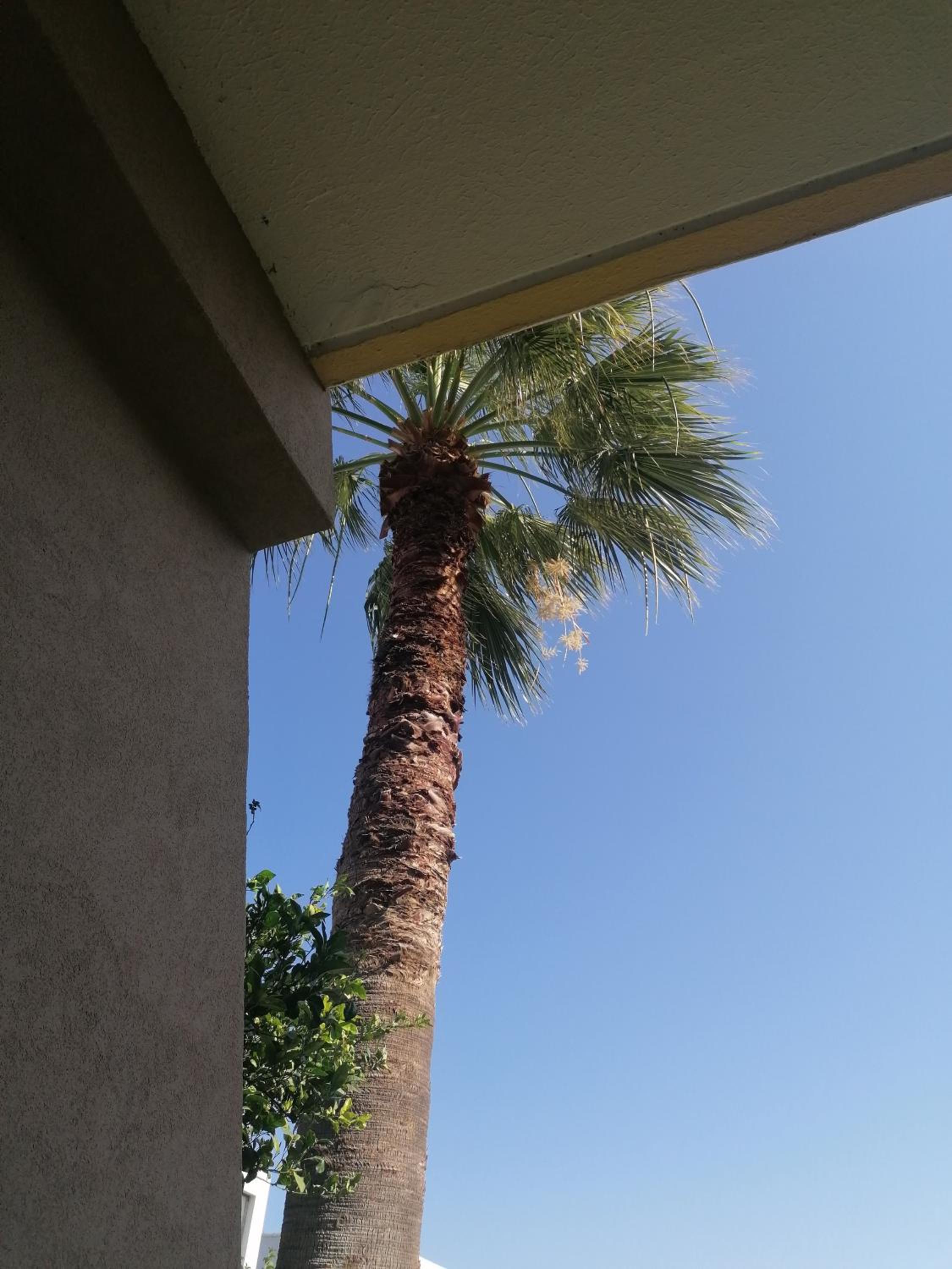 Endless Summer Pool Flat view 3