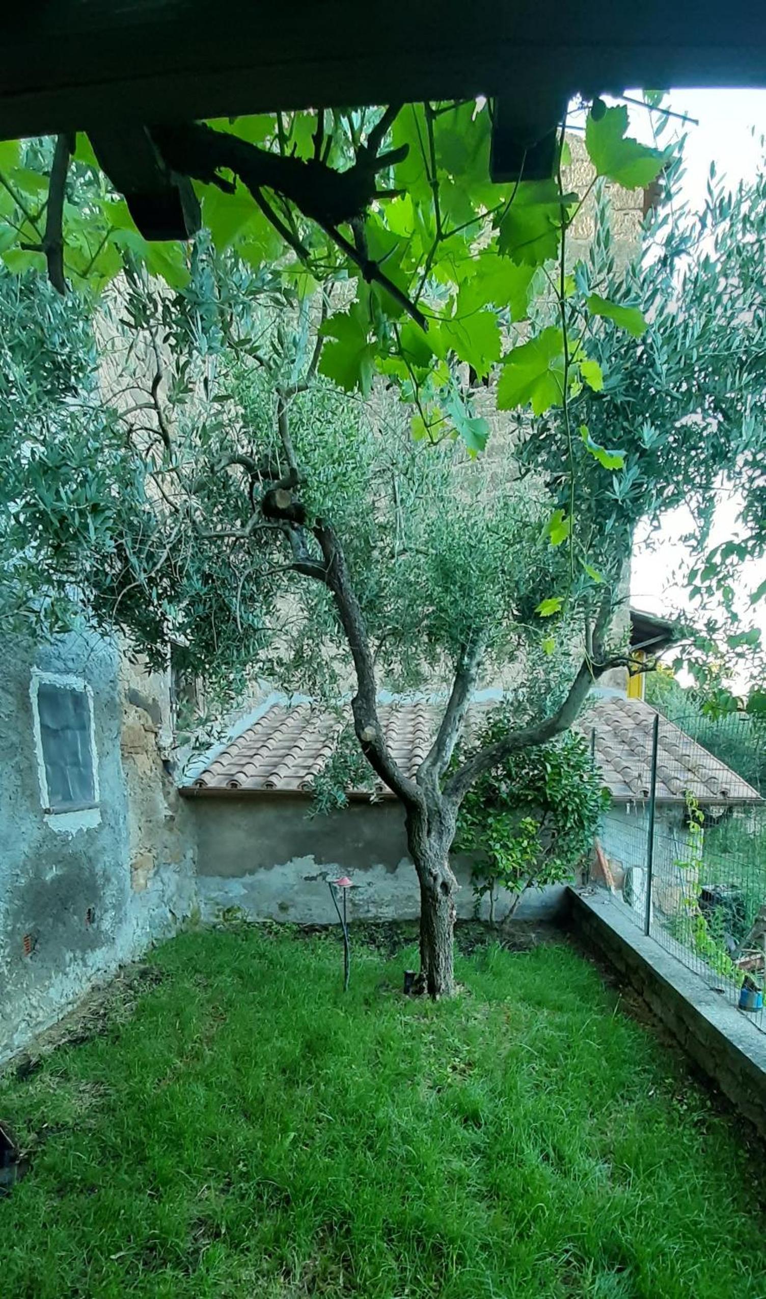 L'Olivo