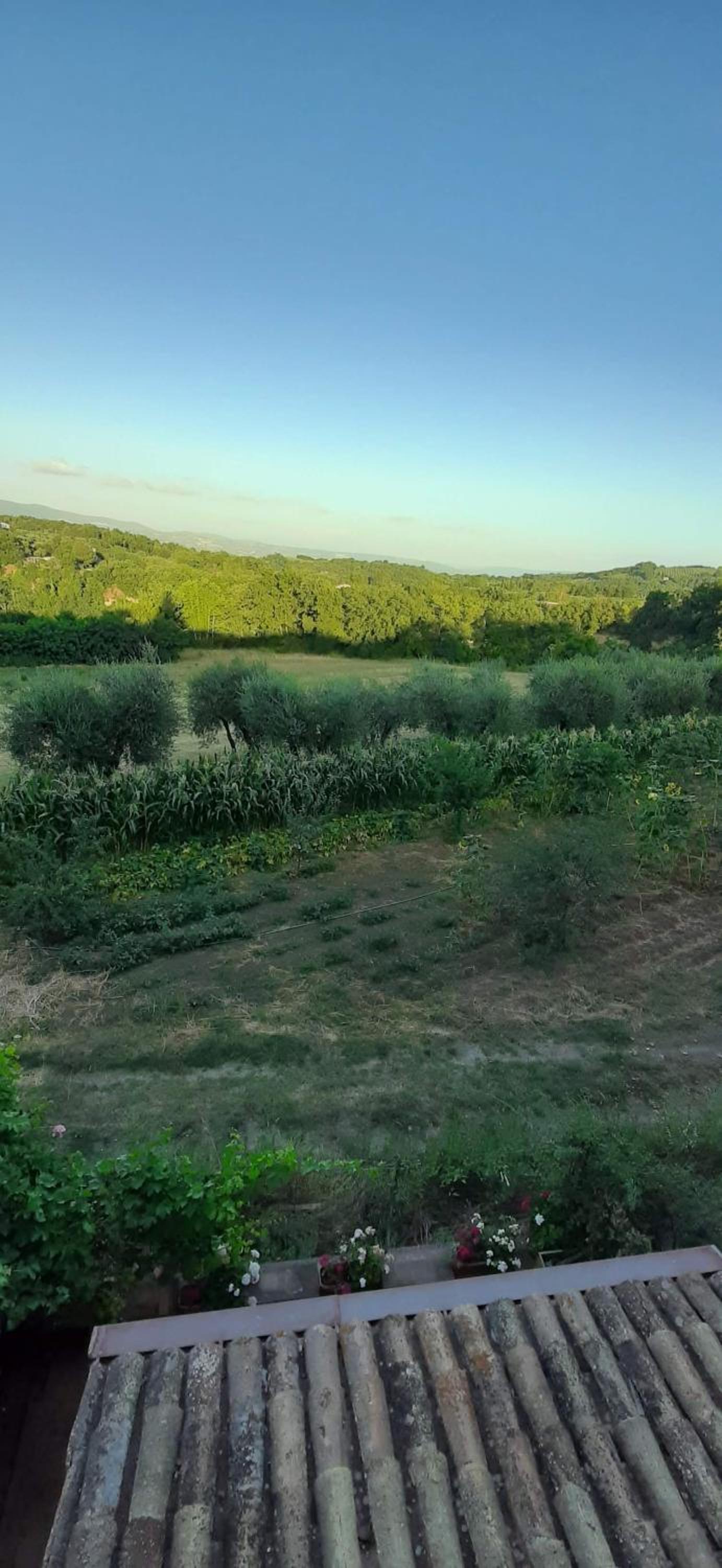 L'Olivo