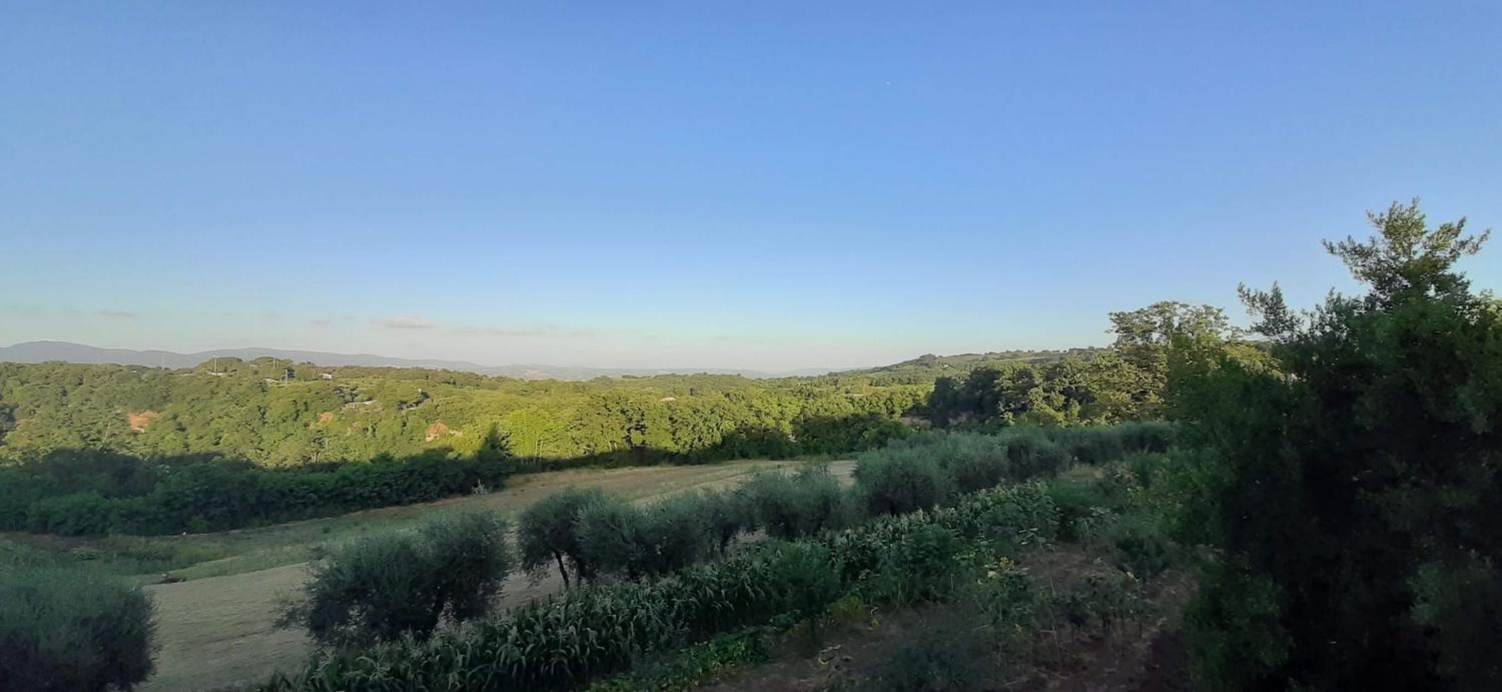 L'Olivo