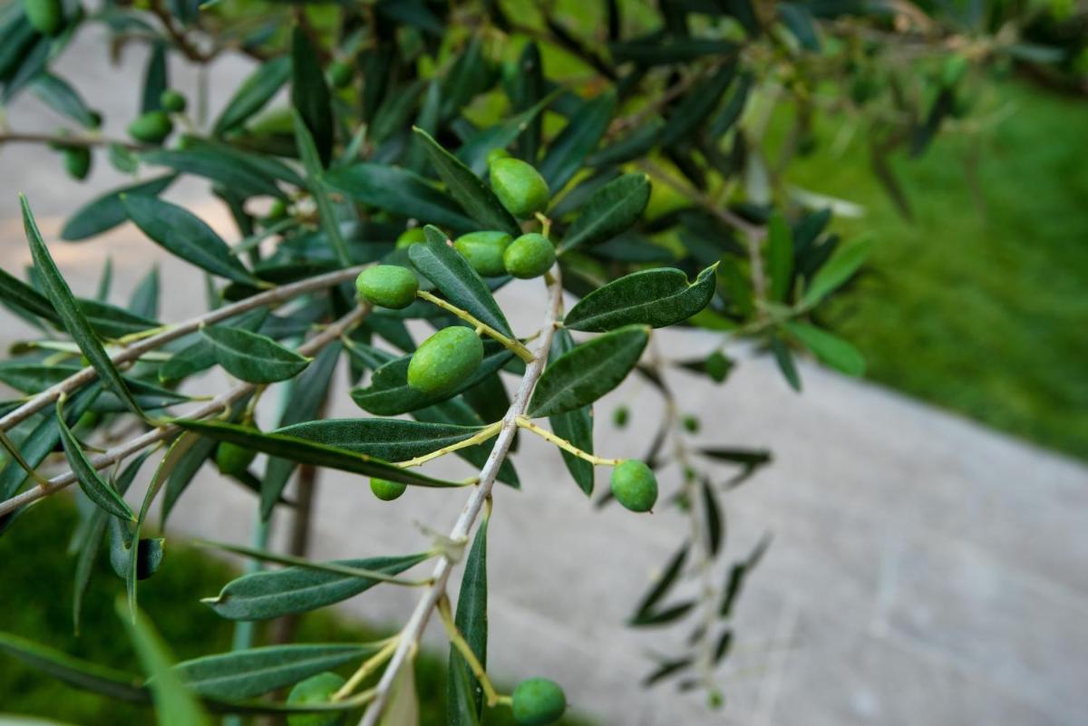 OLIVE 102 photo 2