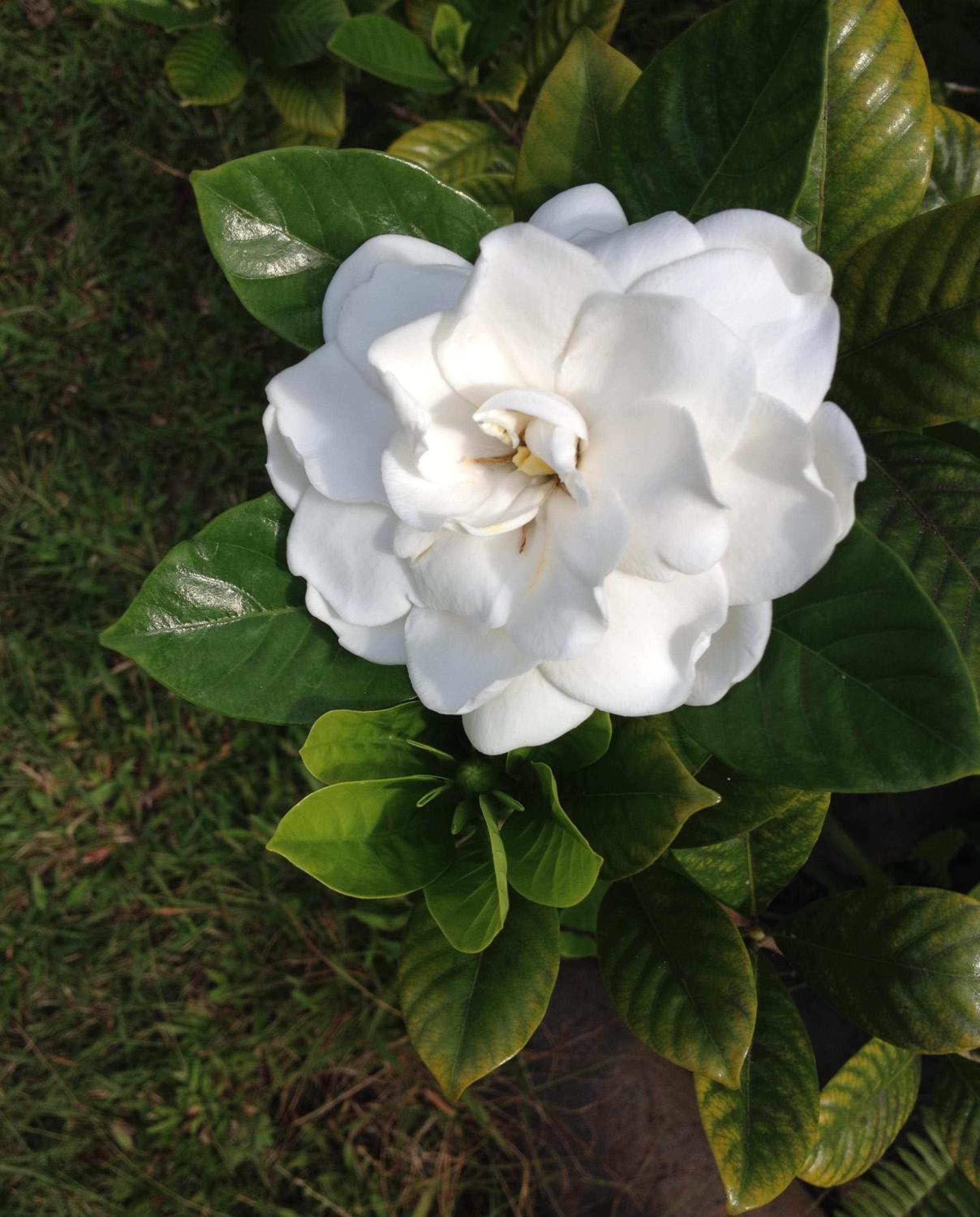 Heavenly Hana Paradise