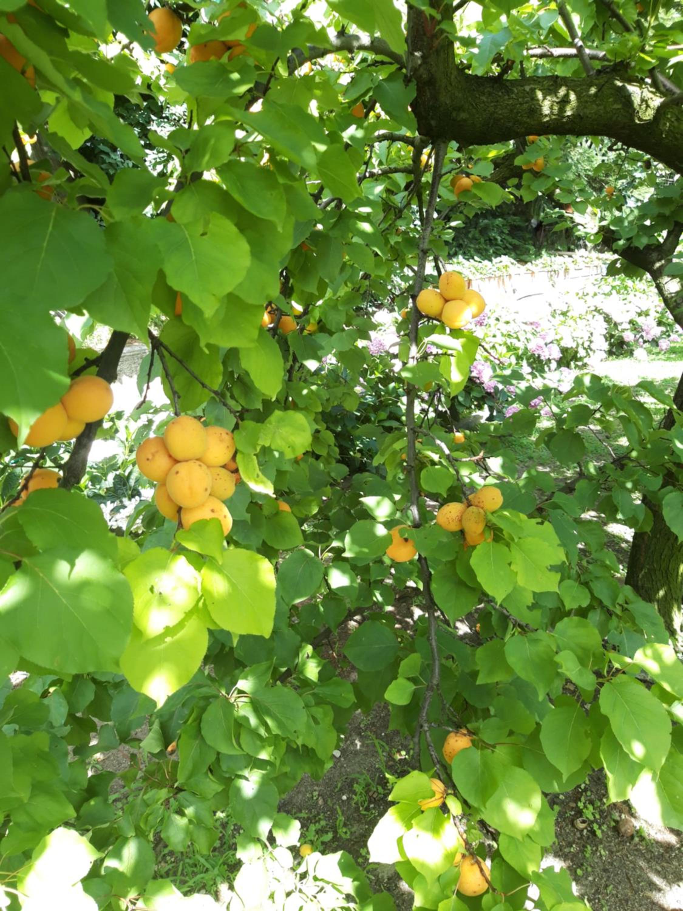 Photo 24
