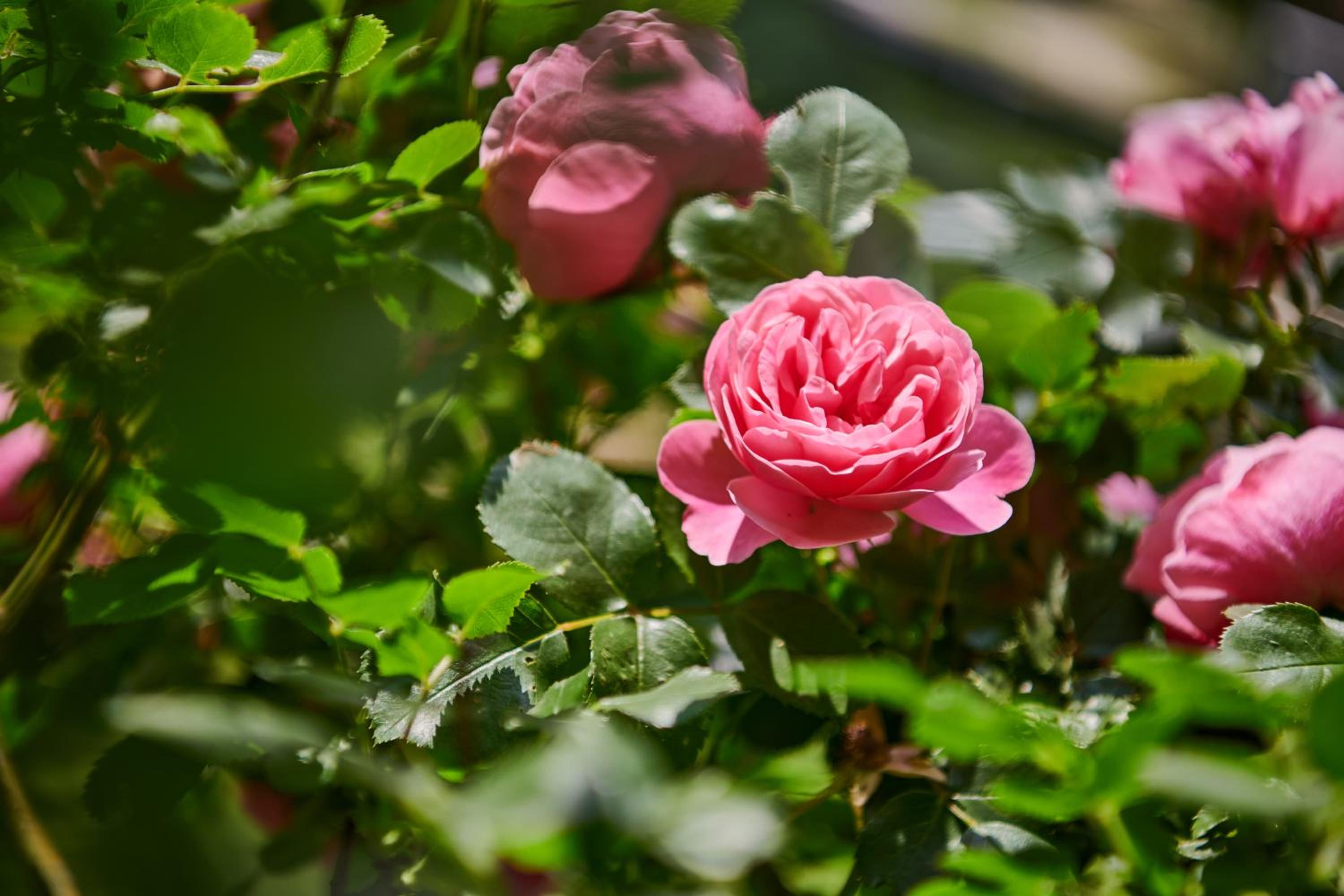 other