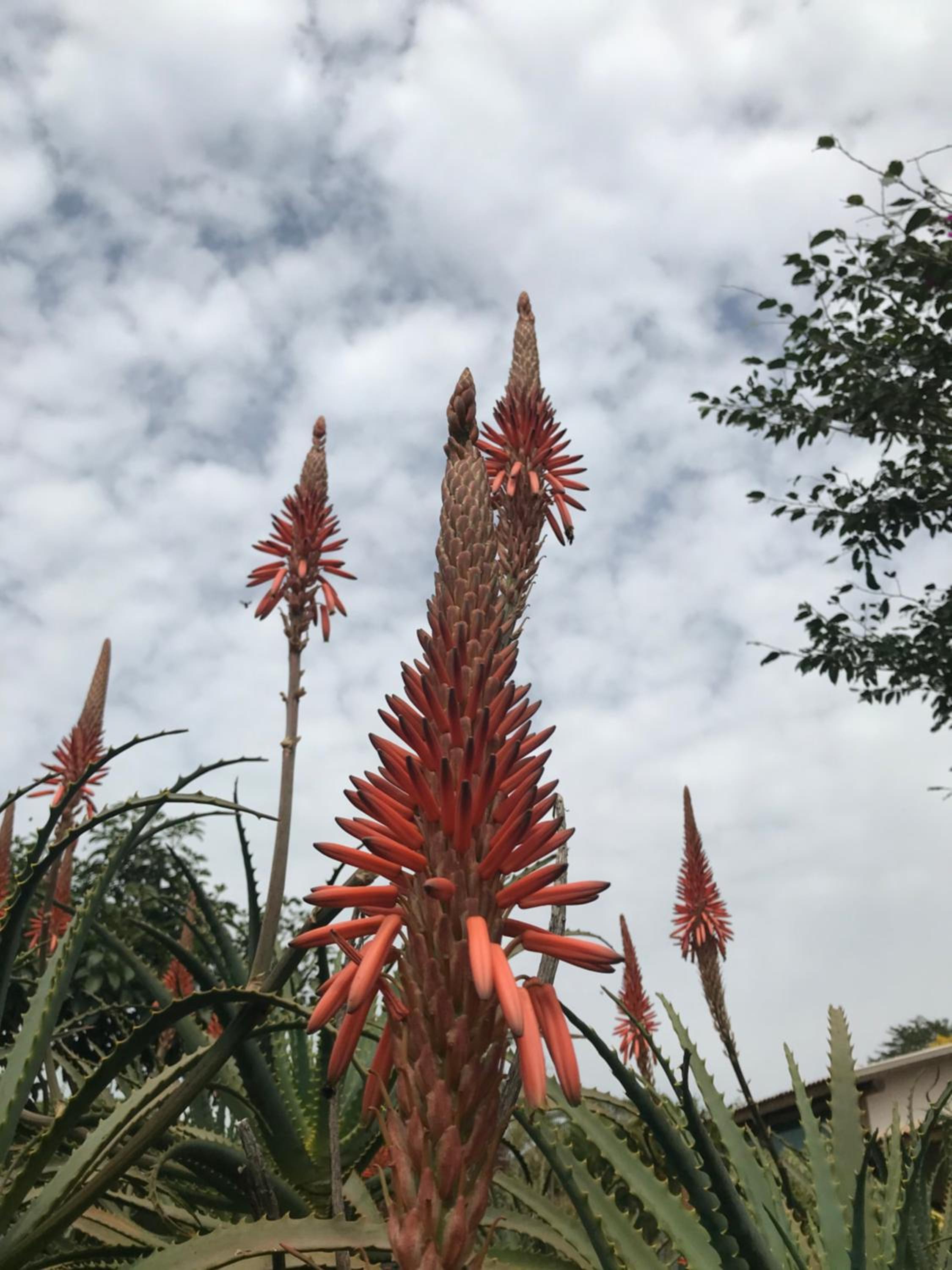 Cantinho do Paraíso