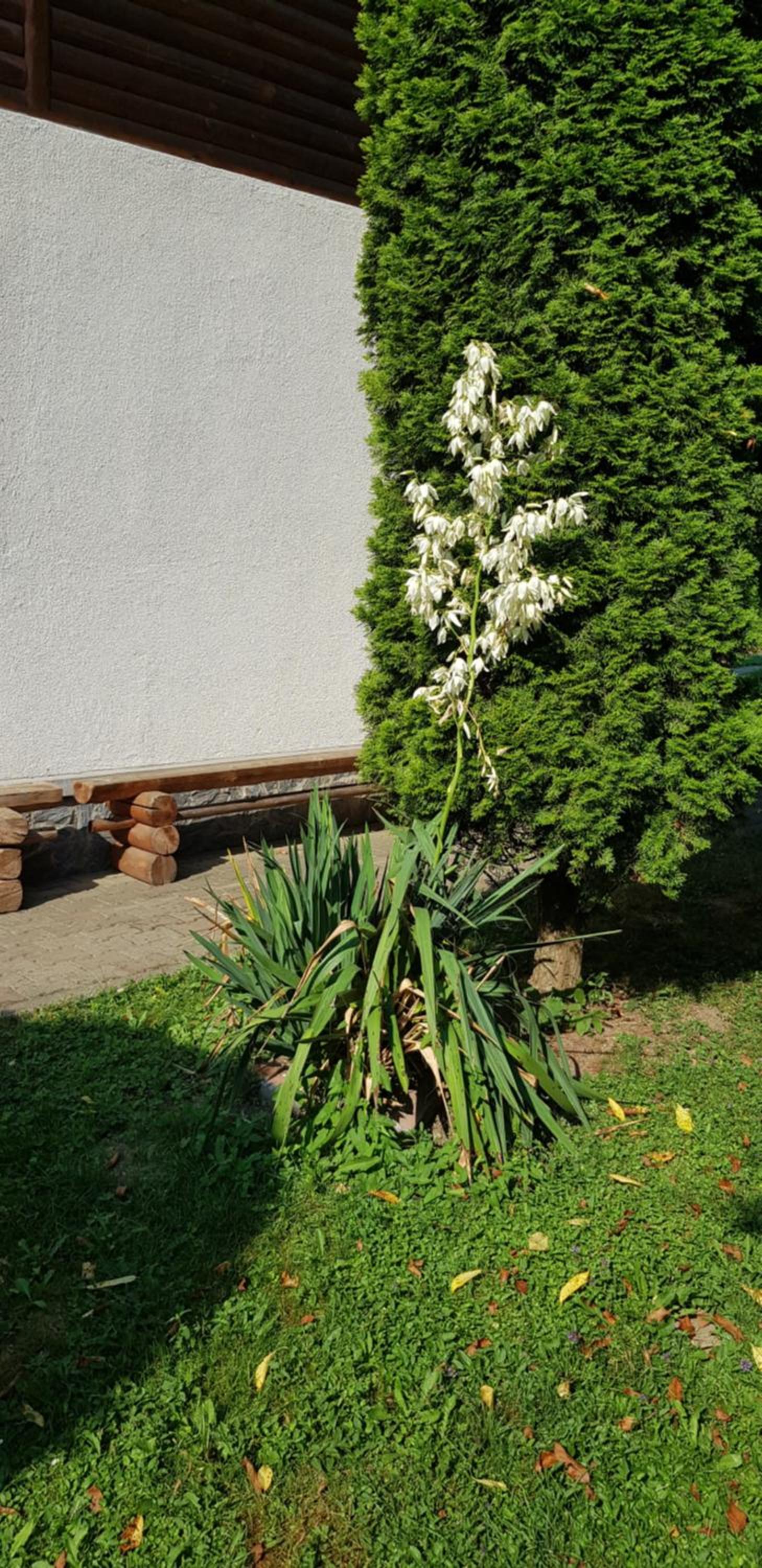 Photo 33
